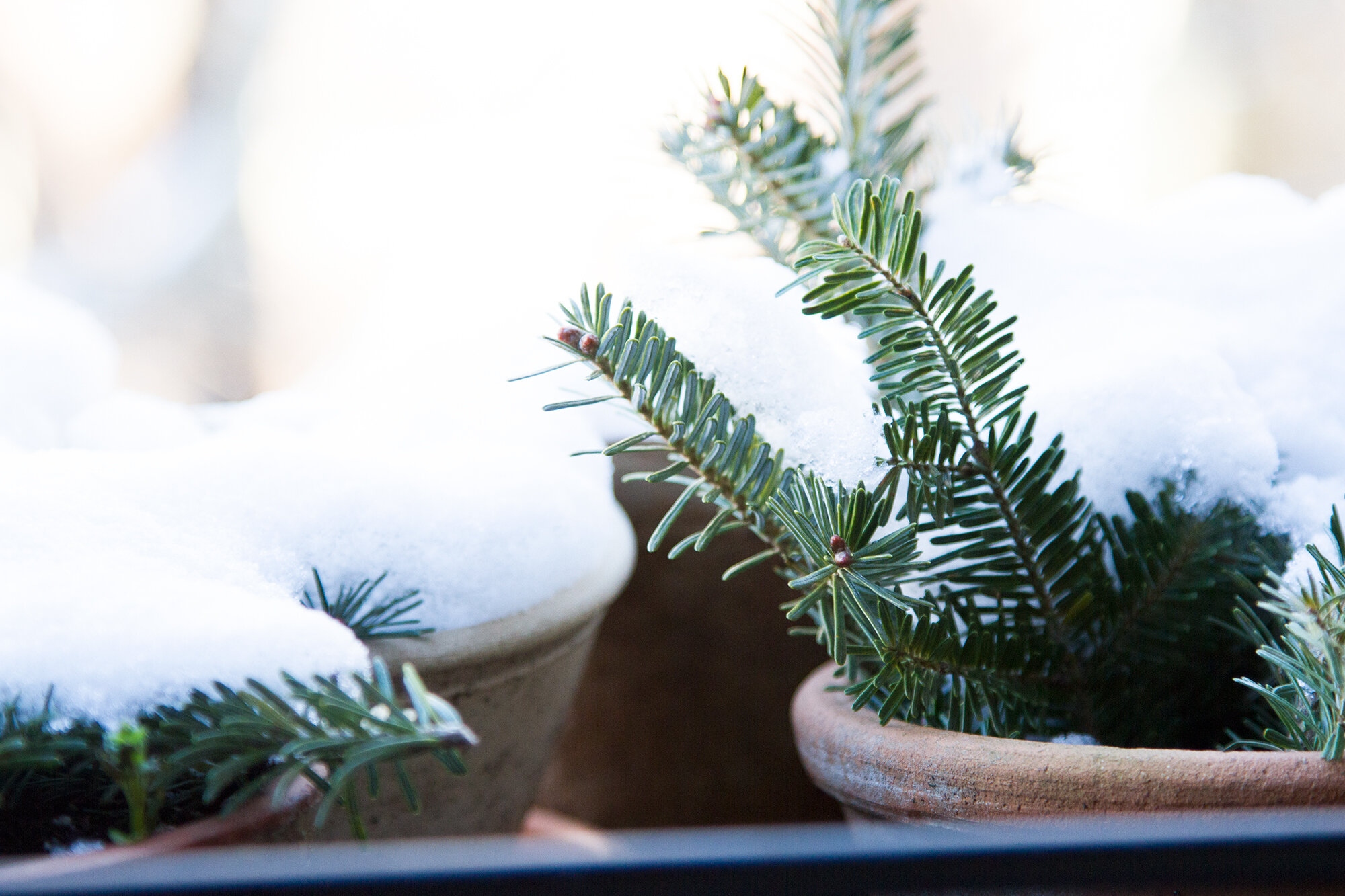 snow | reading my tea leaves