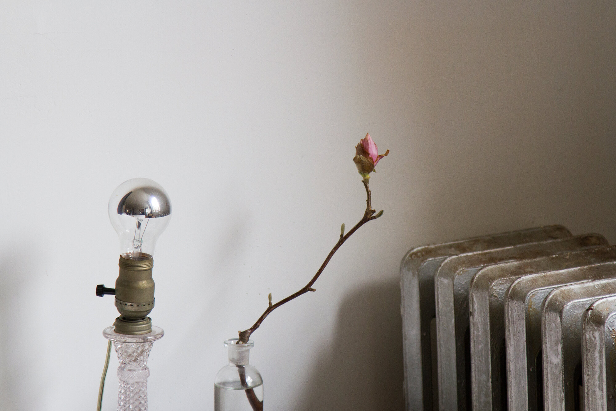 magnolia_bud_reading_my_tea_leaves_IMG_6832