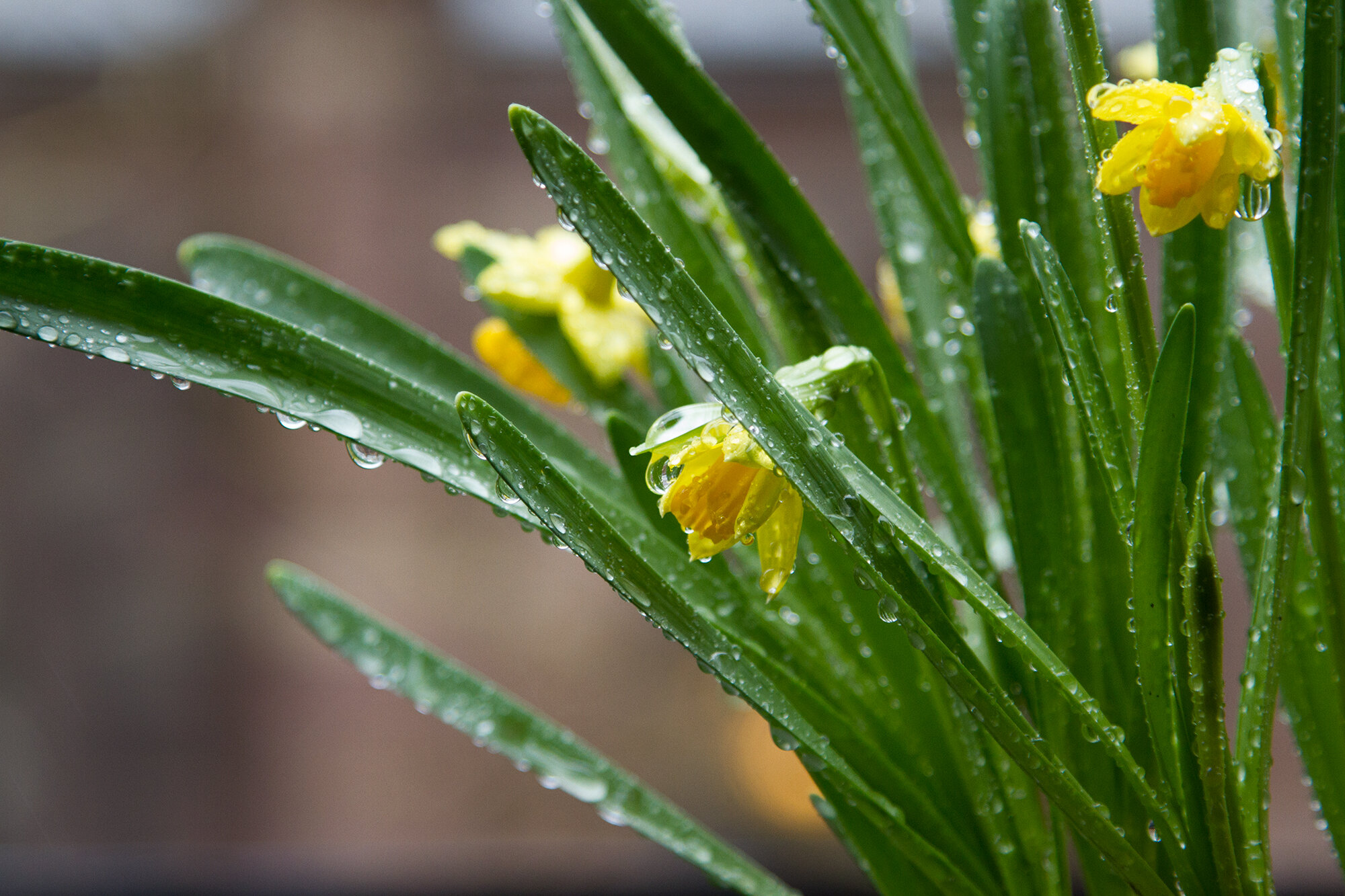 daffs | reading my tea leaves