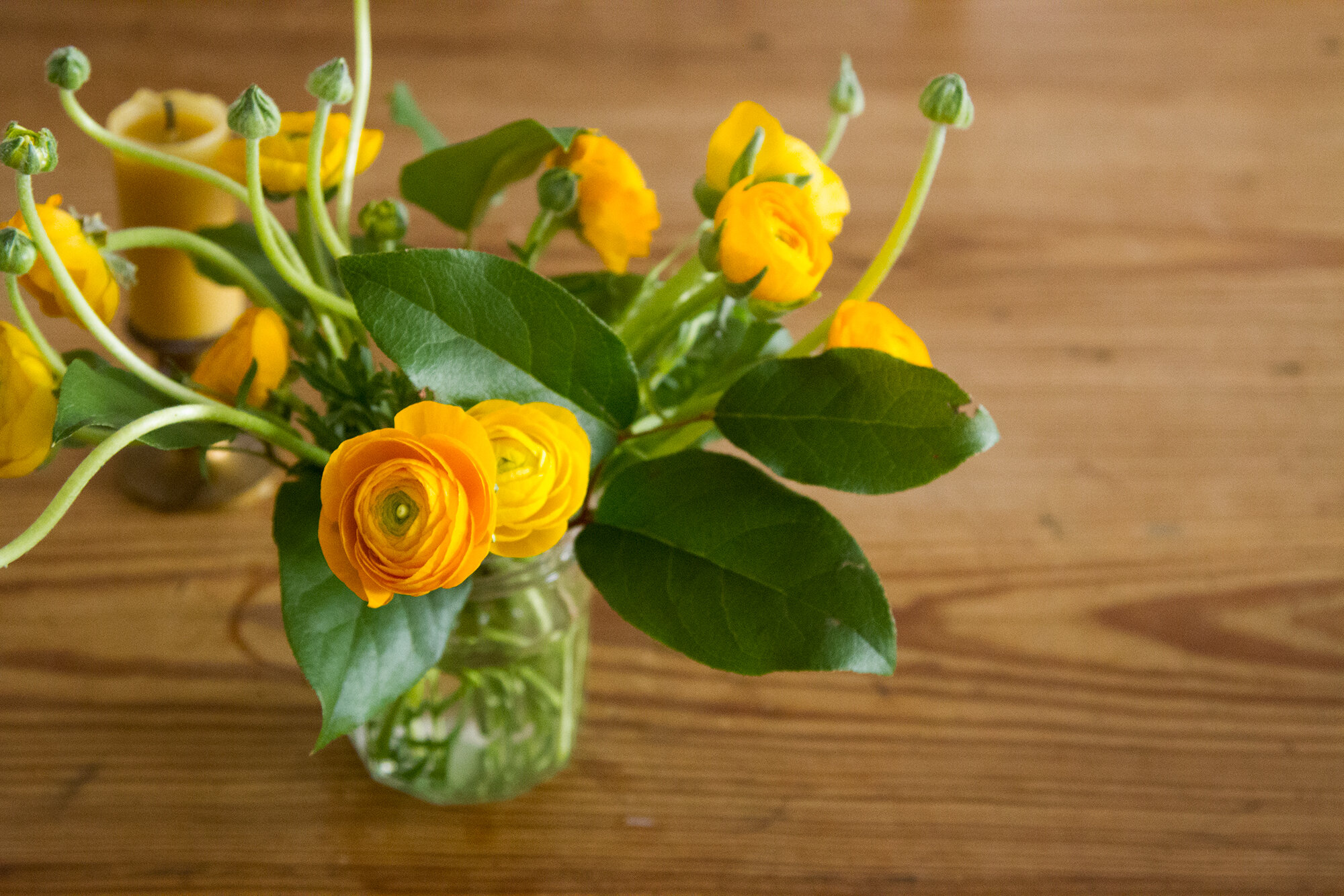 ranunculus_reading_my_tea_leaves_IMG_7295