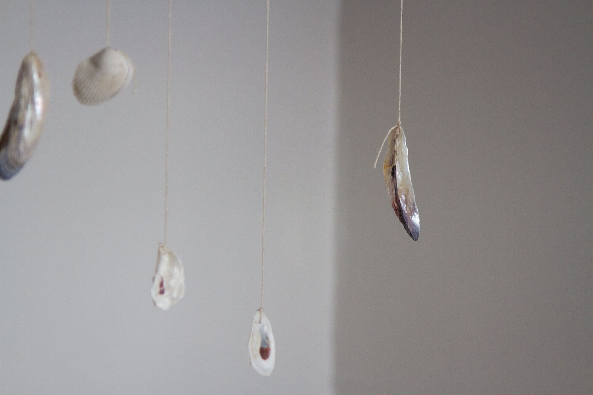 shells | reading my tea leaves