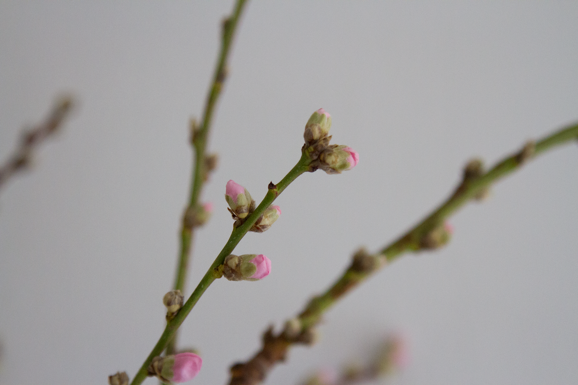 buds | reading my tea leaves