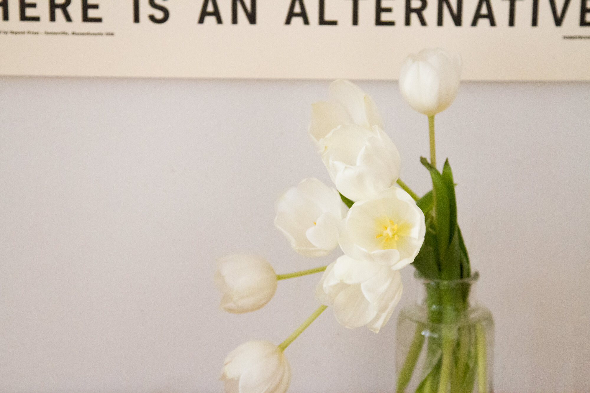 tulips_reading_my_tea_leaves_IMG_7354