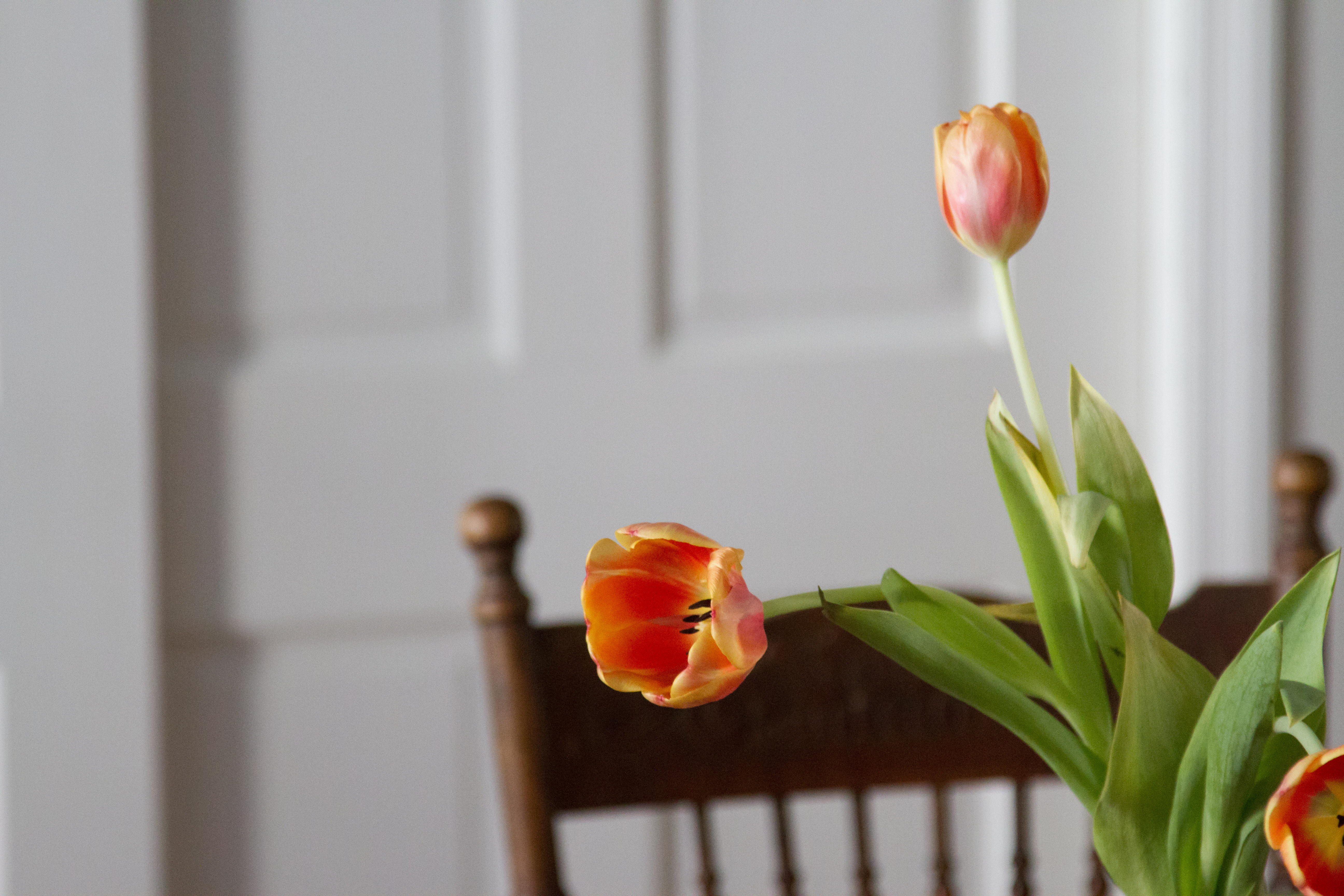 tulips | reading my tea leaves