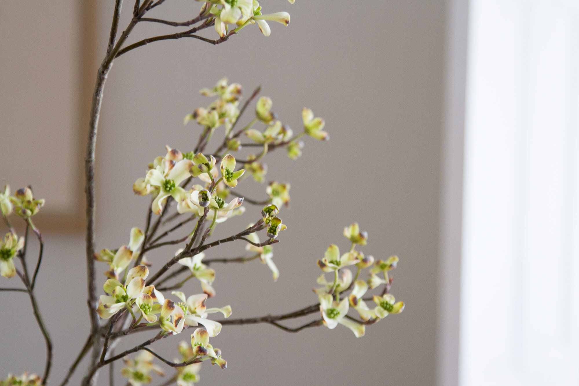dogwoods | reading my tea leaves
