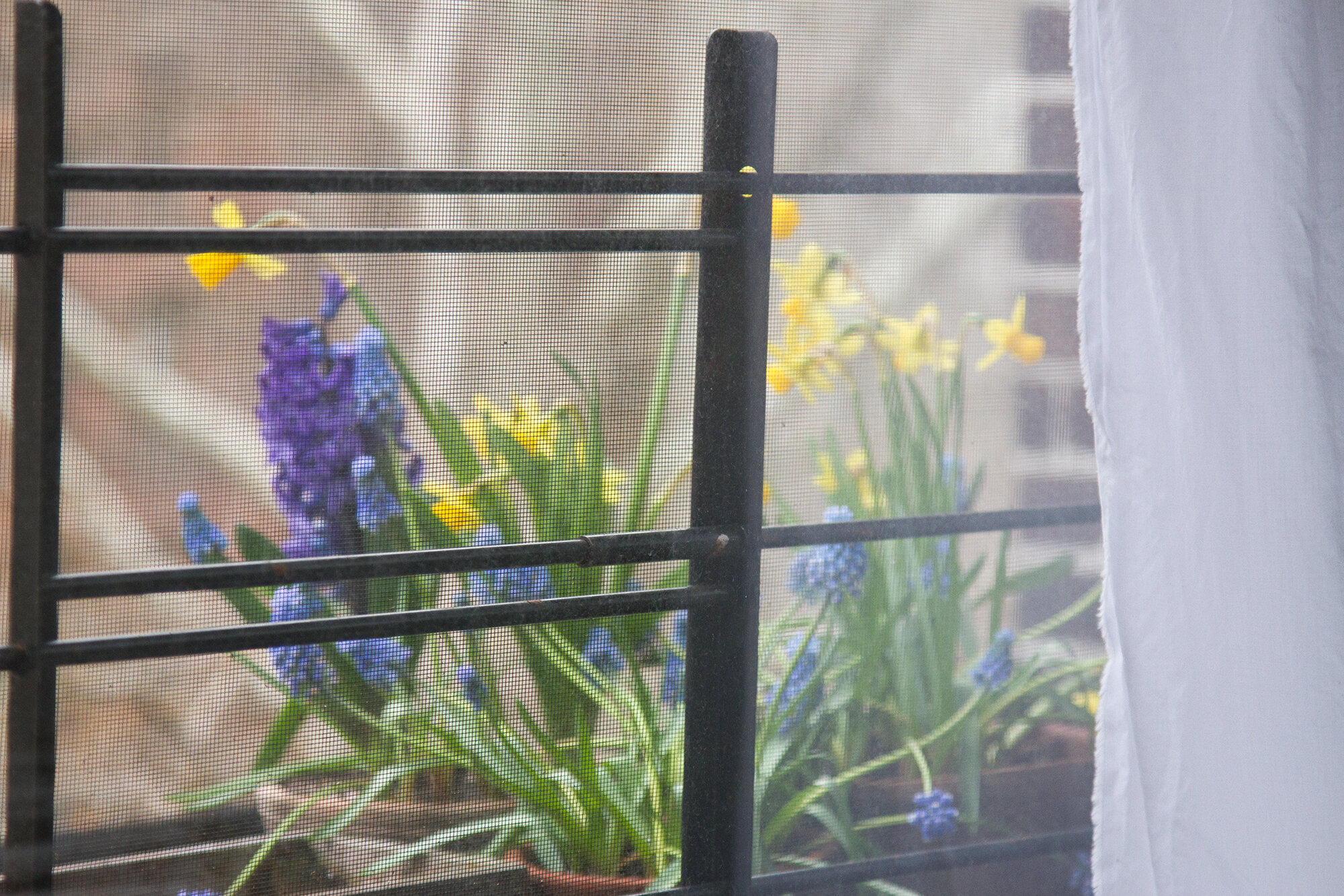 flowers | reading my tea leaves