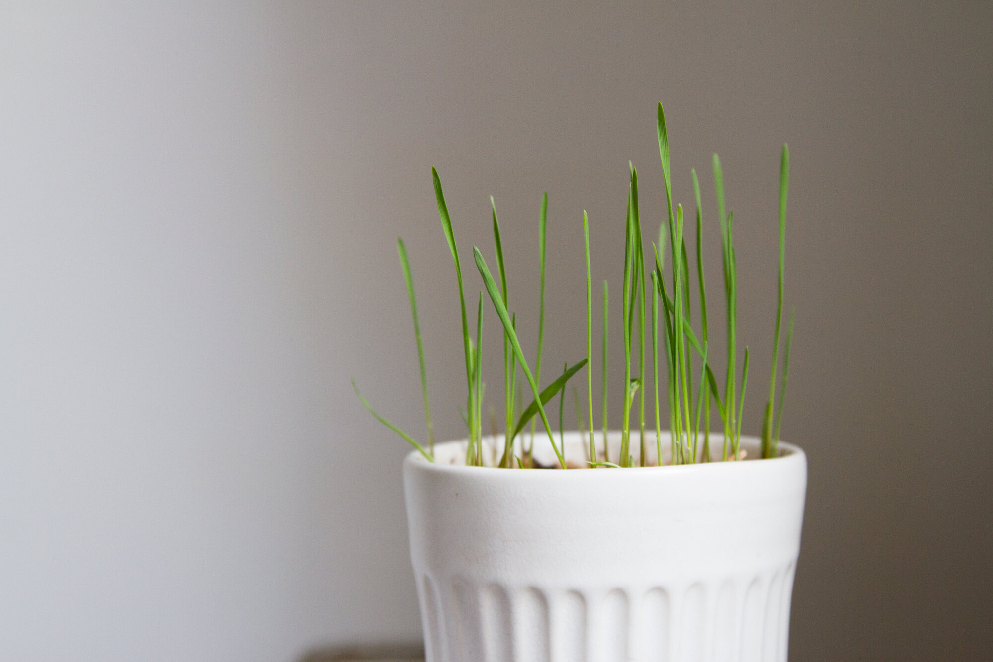 grass | reading my tea leaves