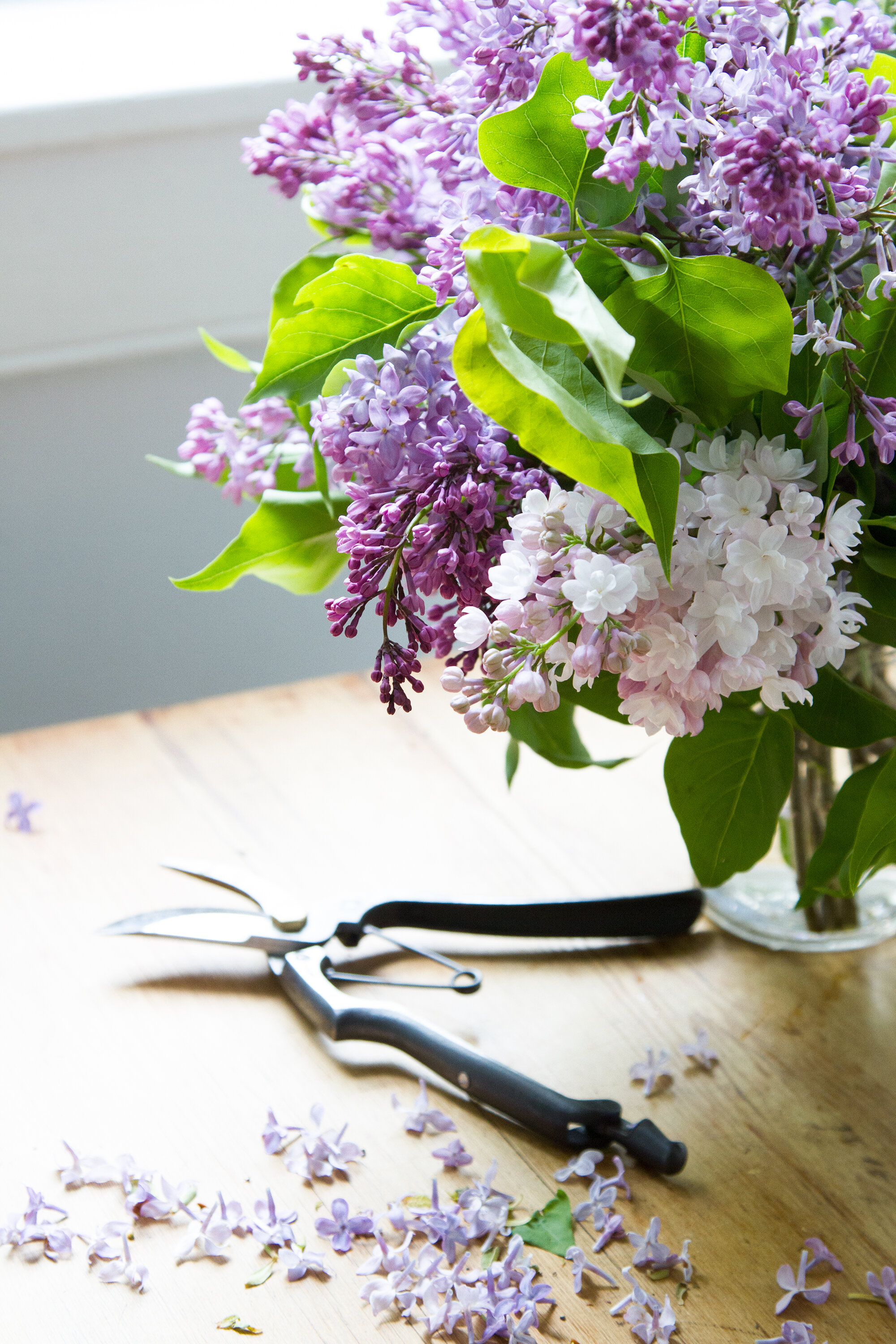 edible flower ice cubes | reading my tea leaves