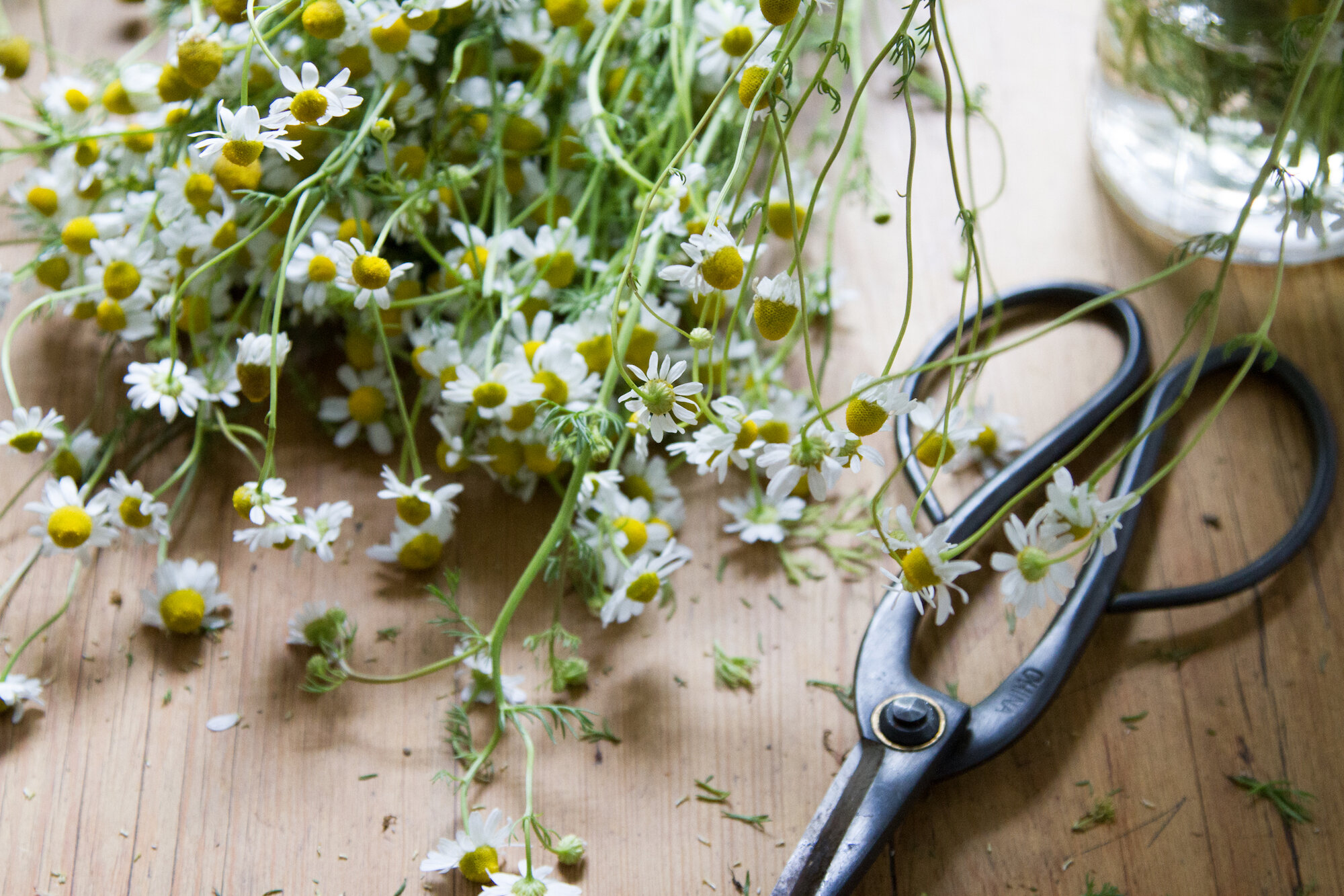 make your own chamomile tea | reading my tea leaves