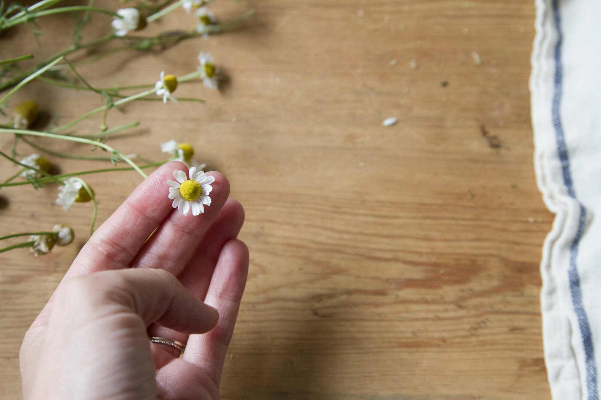 make your own chamomile tea | reading my tea leaves