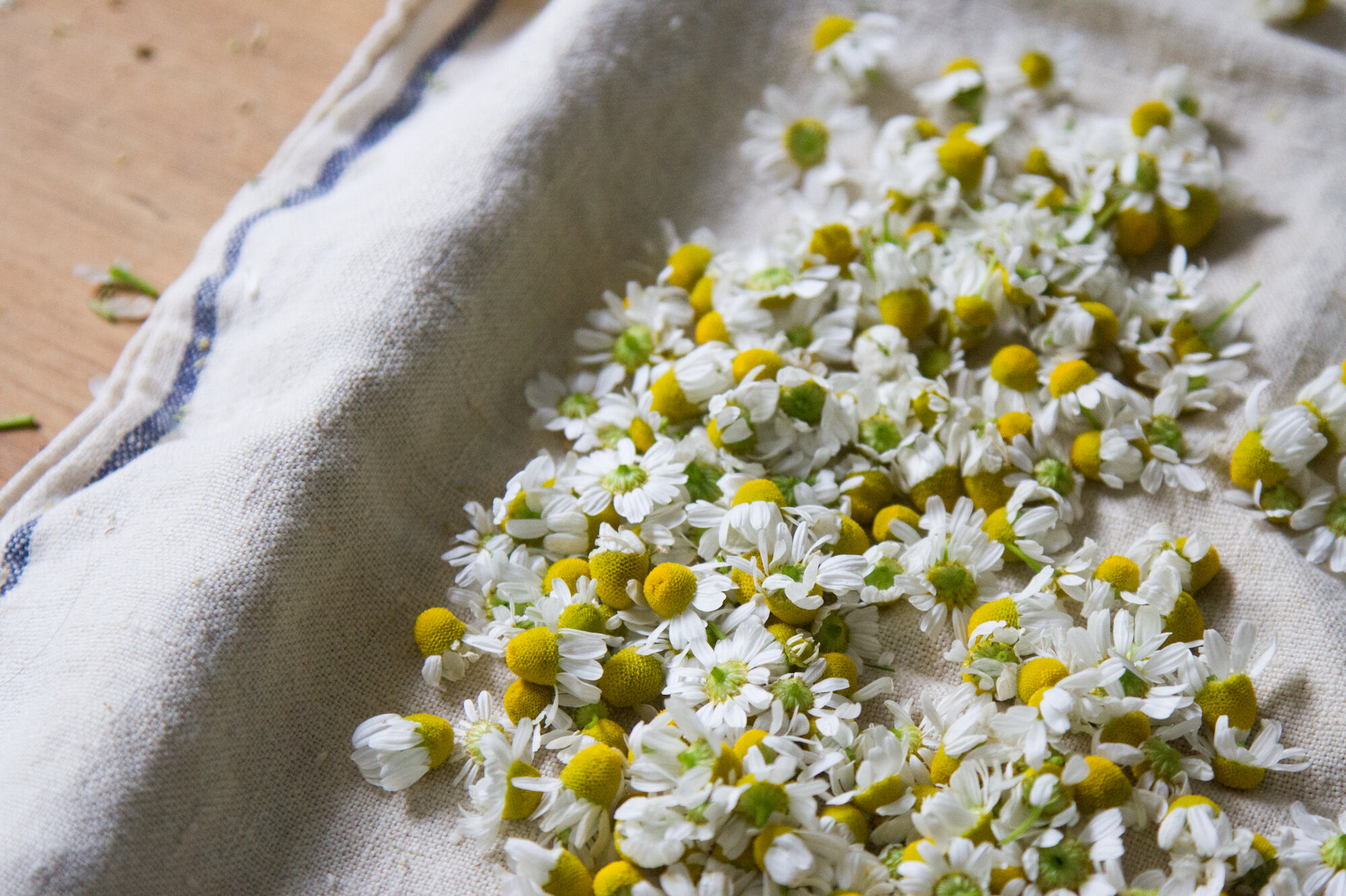 make your own chamomile tea | reading my tea leaves