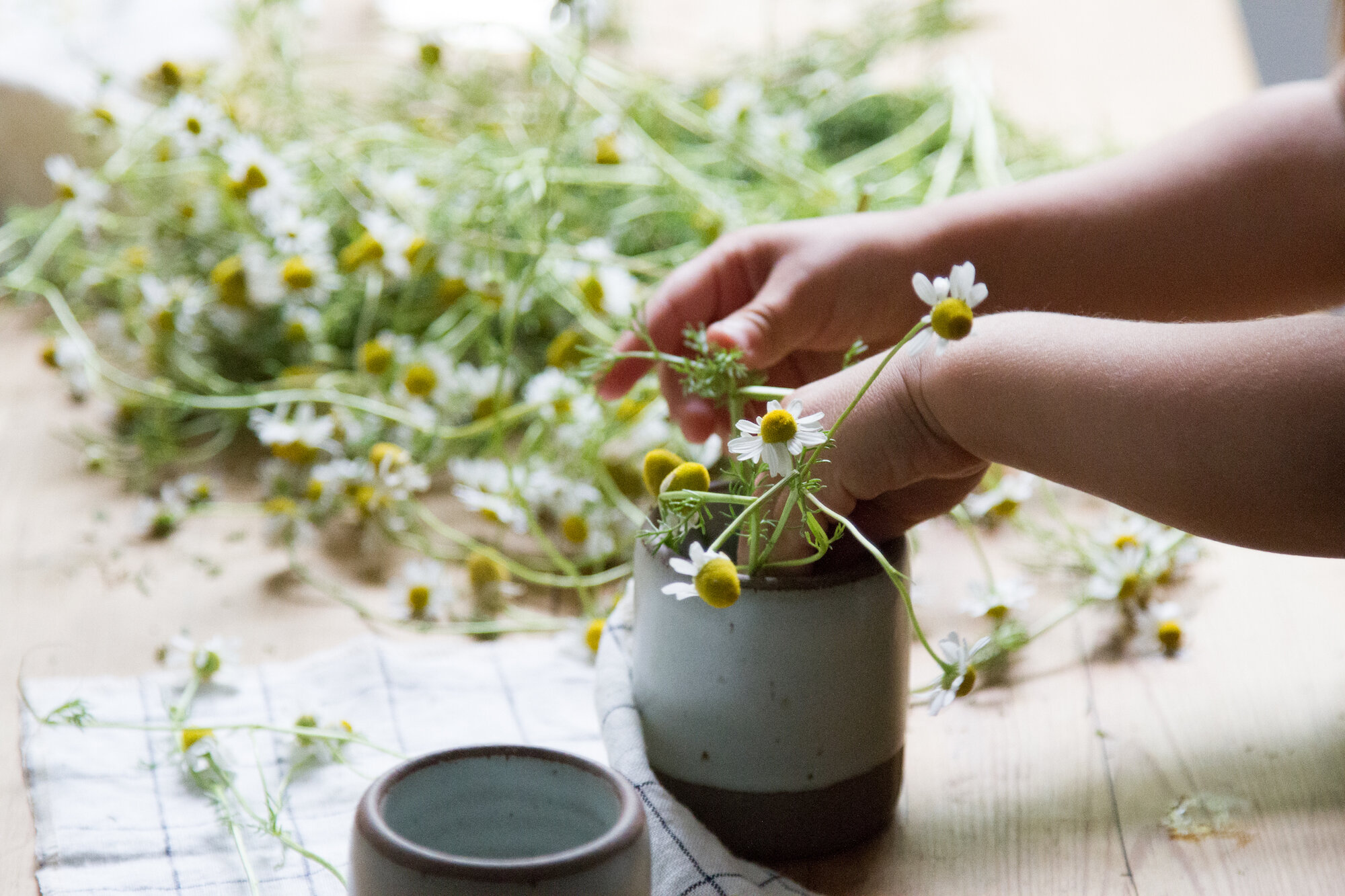 make your own chamomile tea | reading my tea leaves