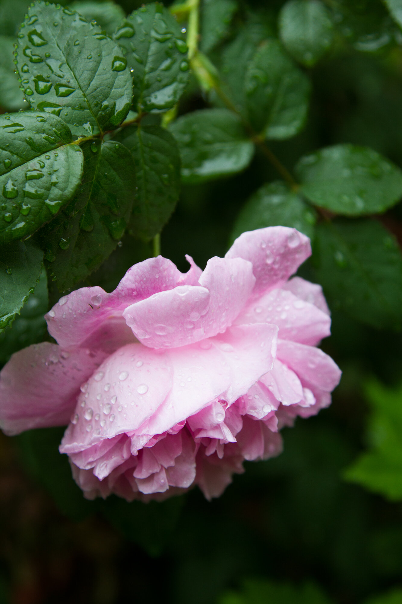 roses | reading my tea leaves