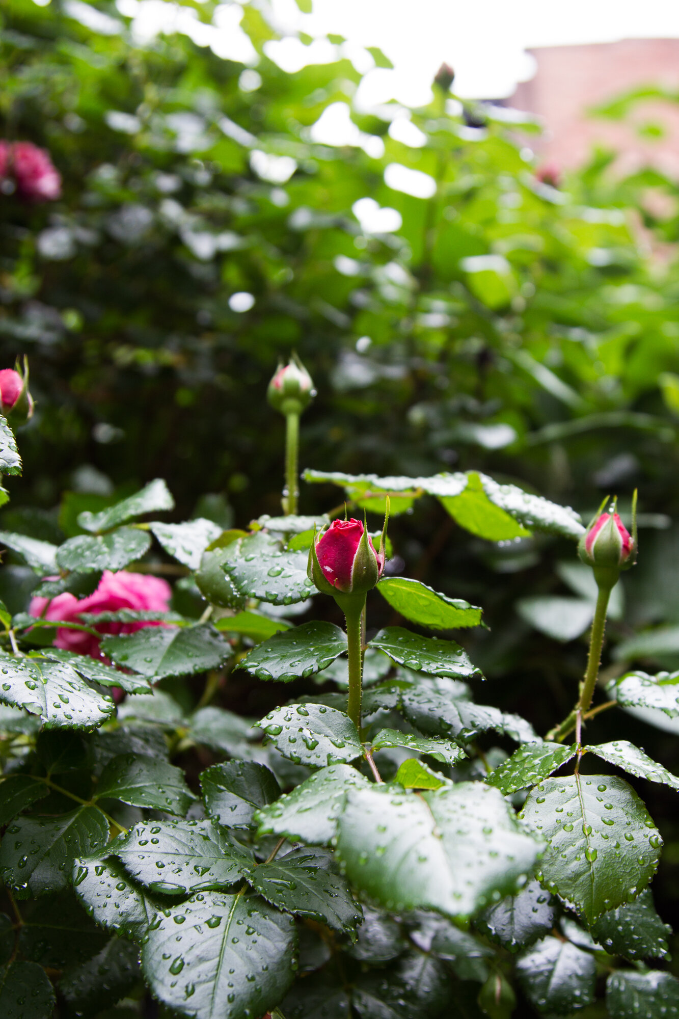 roses | reading my tea leaves