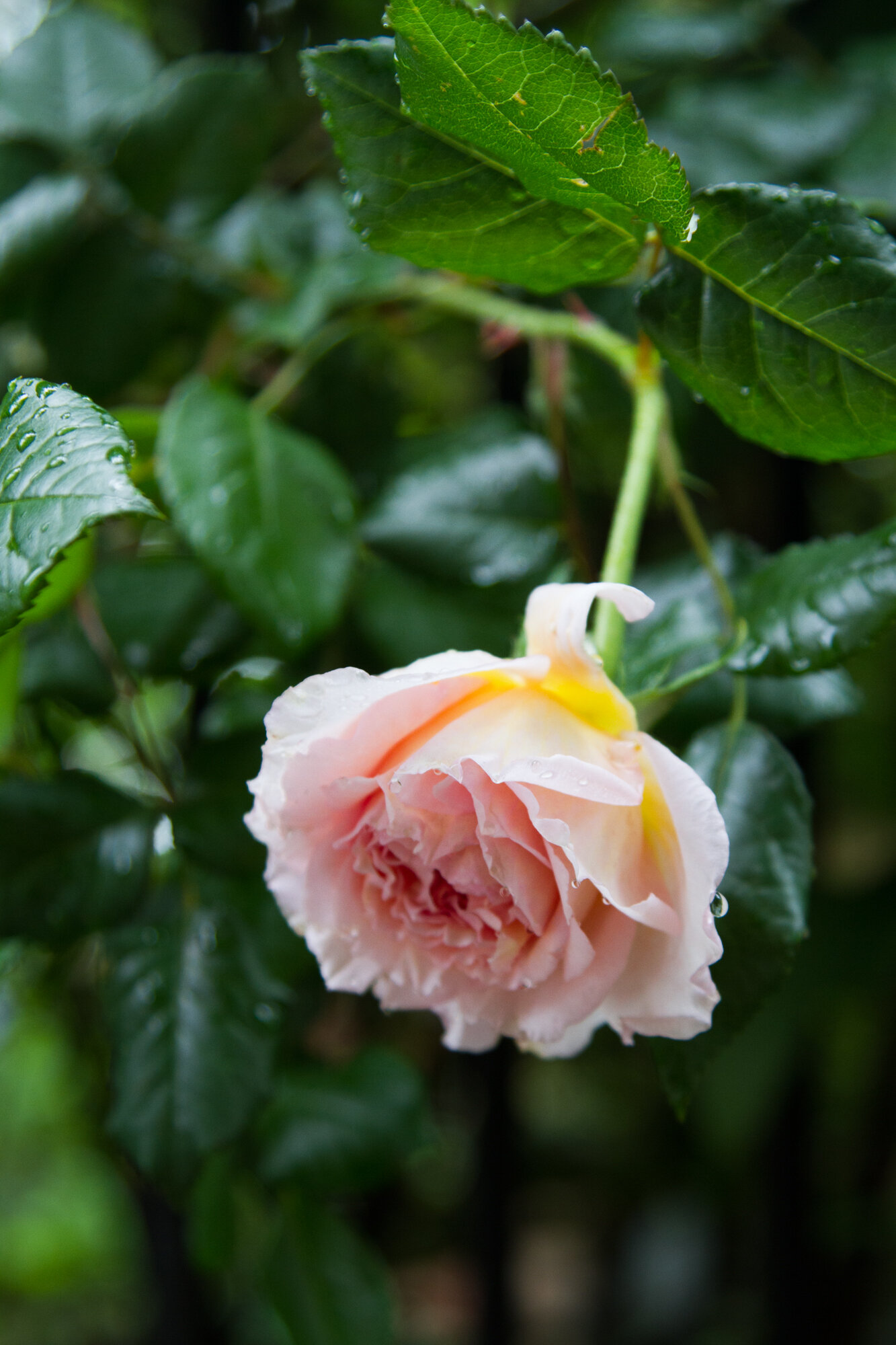 roses | reading my tea leaves