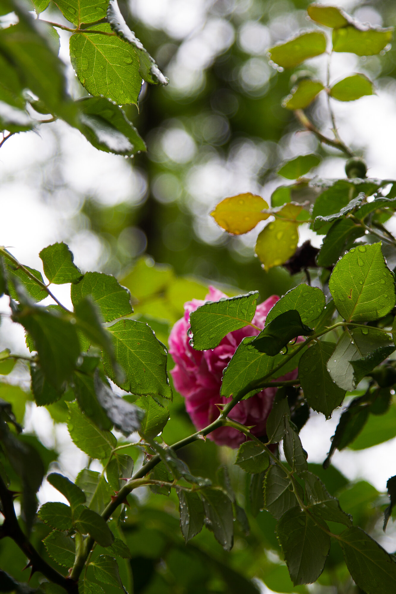 roses | reading my tea leaves