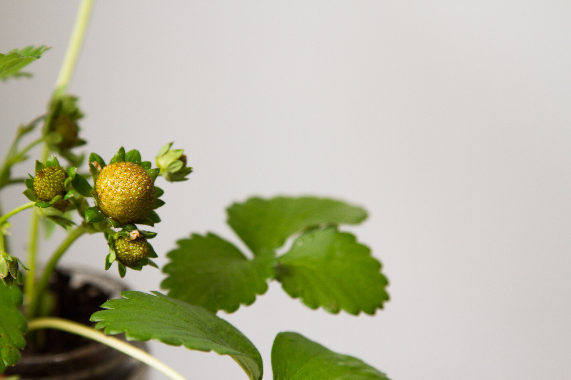 strawberry plant | reading my tea leaves