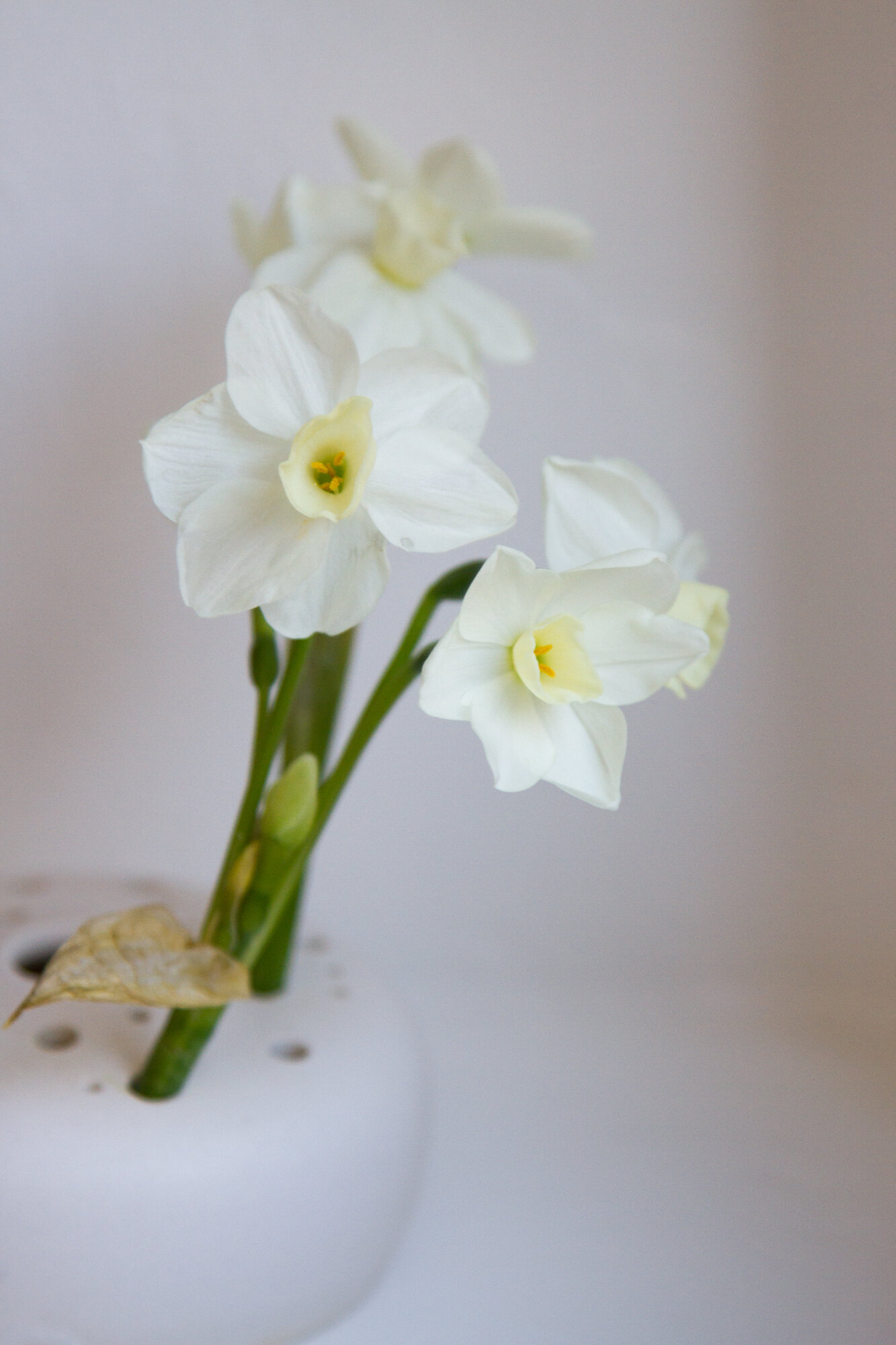 white daffodils in a white flower frog.
