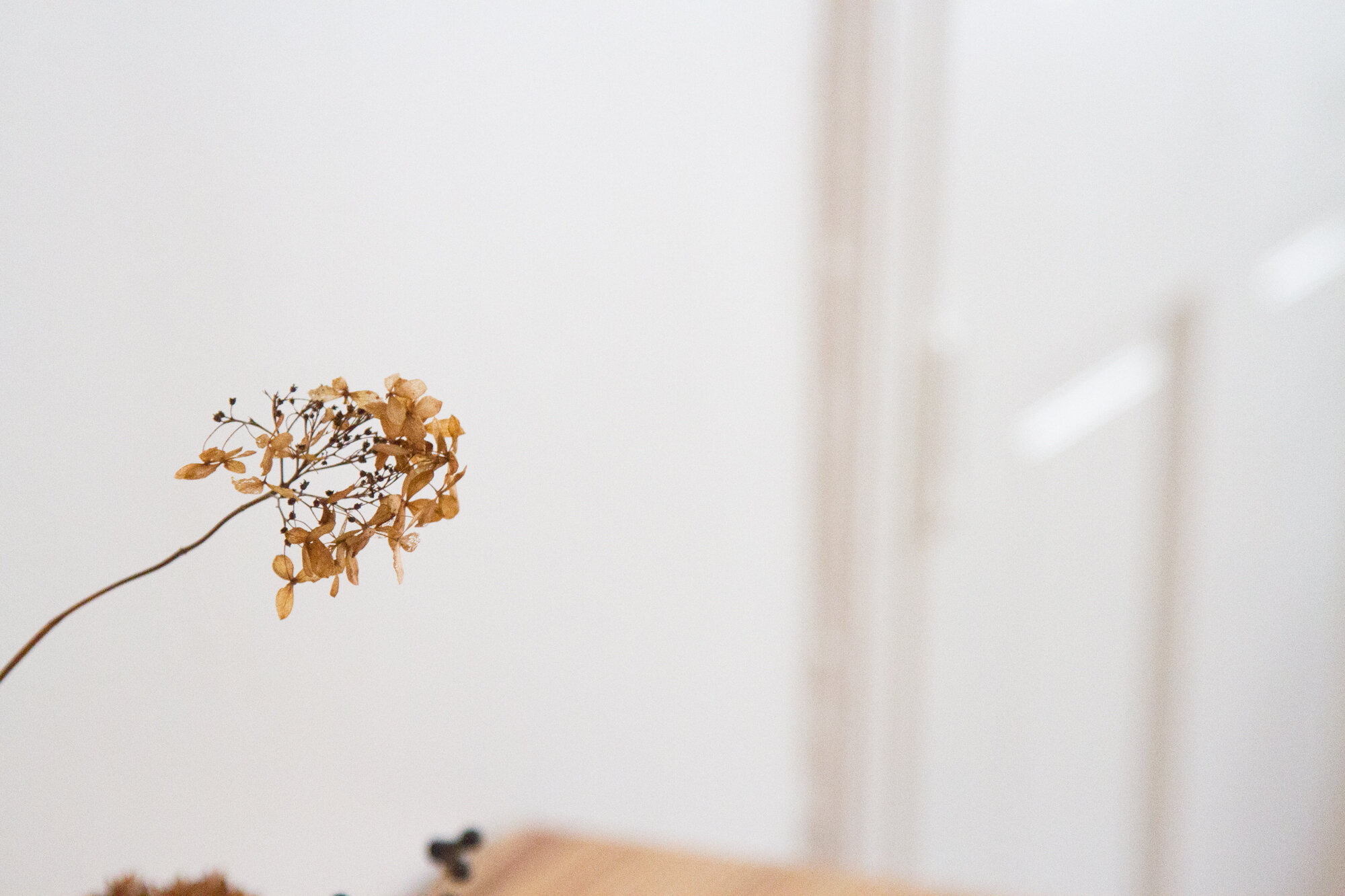 dried flower | reading my tea leaves