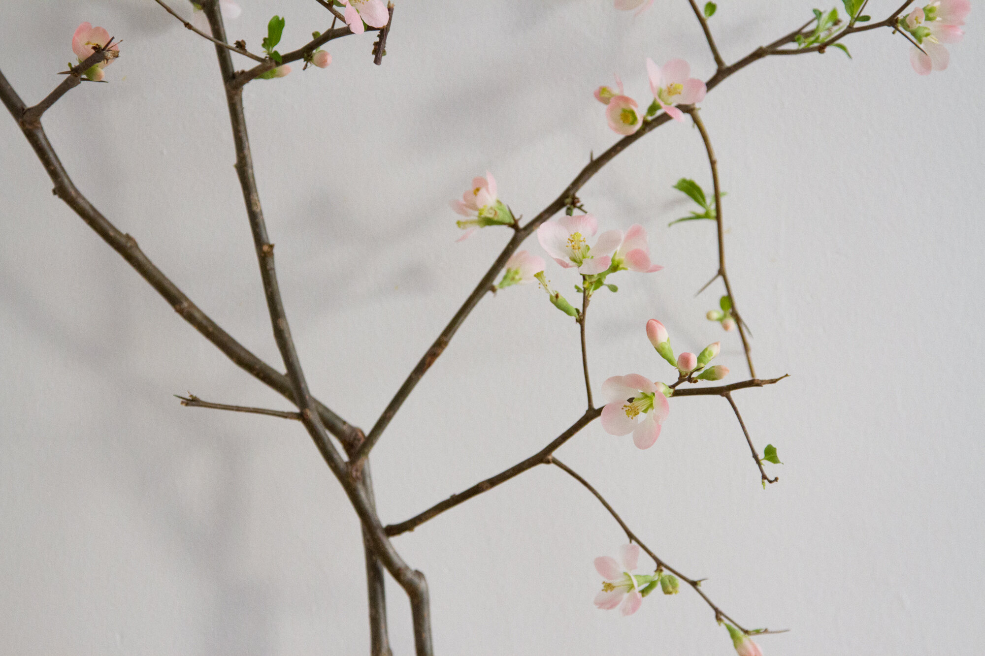 quince | reading my tea leaves