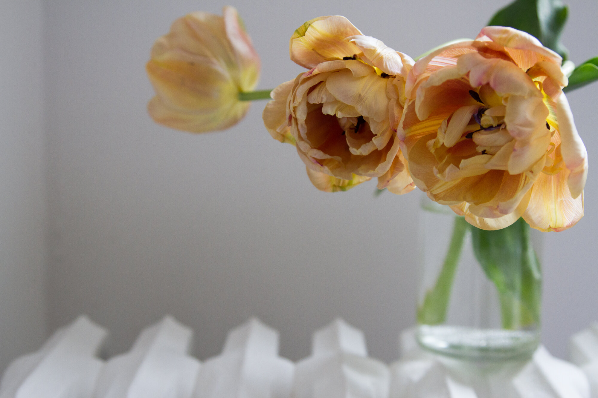 tulips