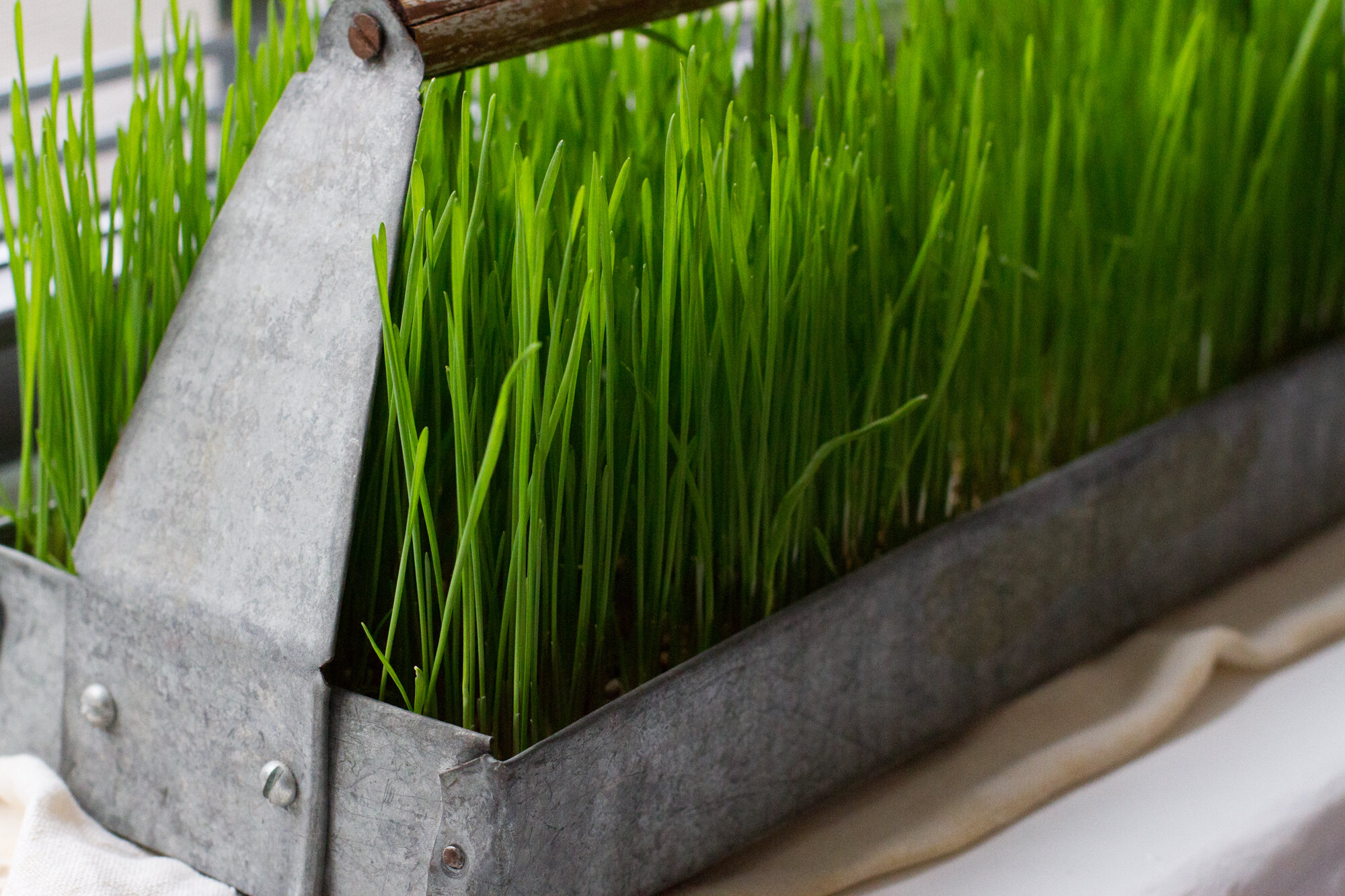wheatgrass | reading my tea leaves