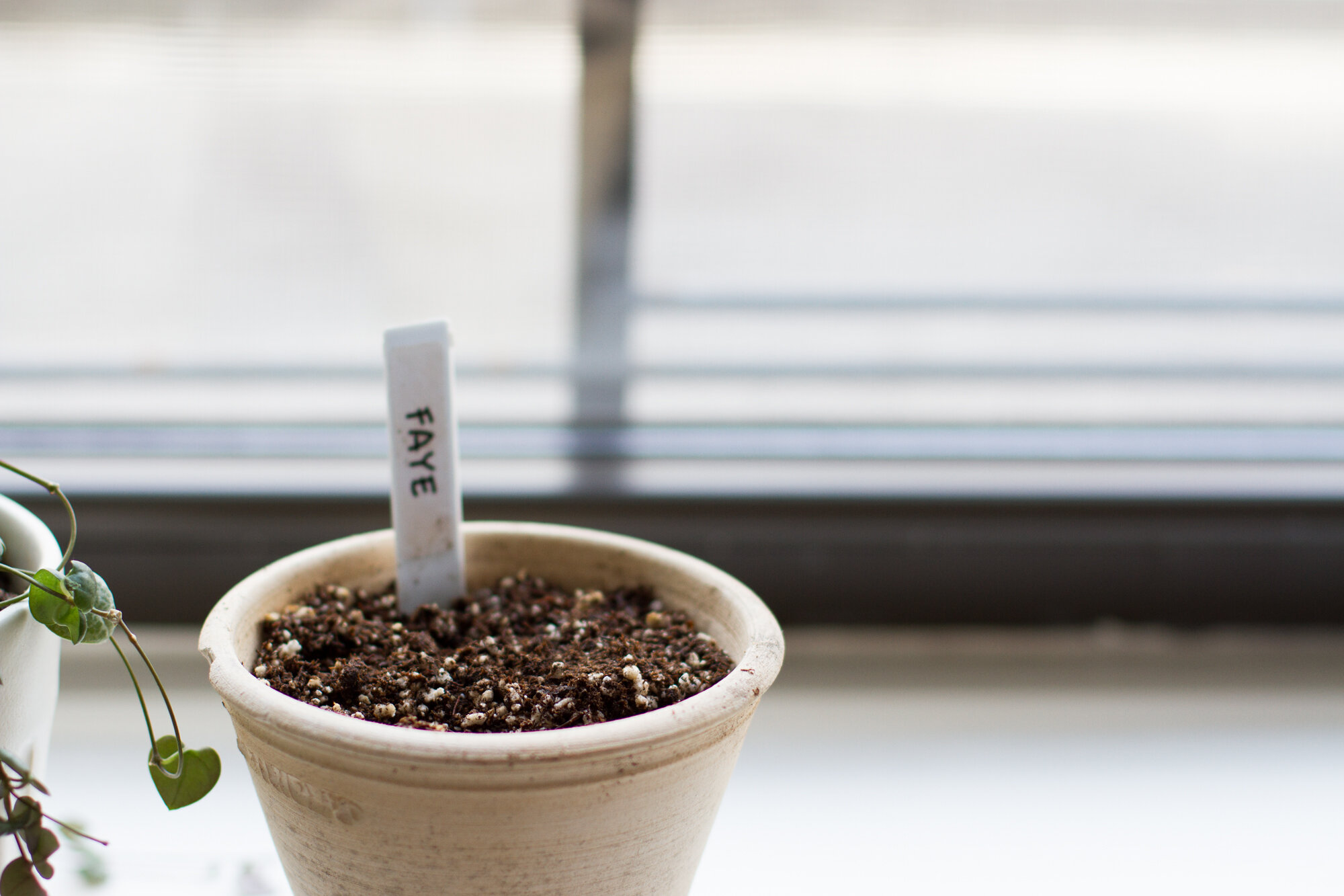 dirt in a white pot