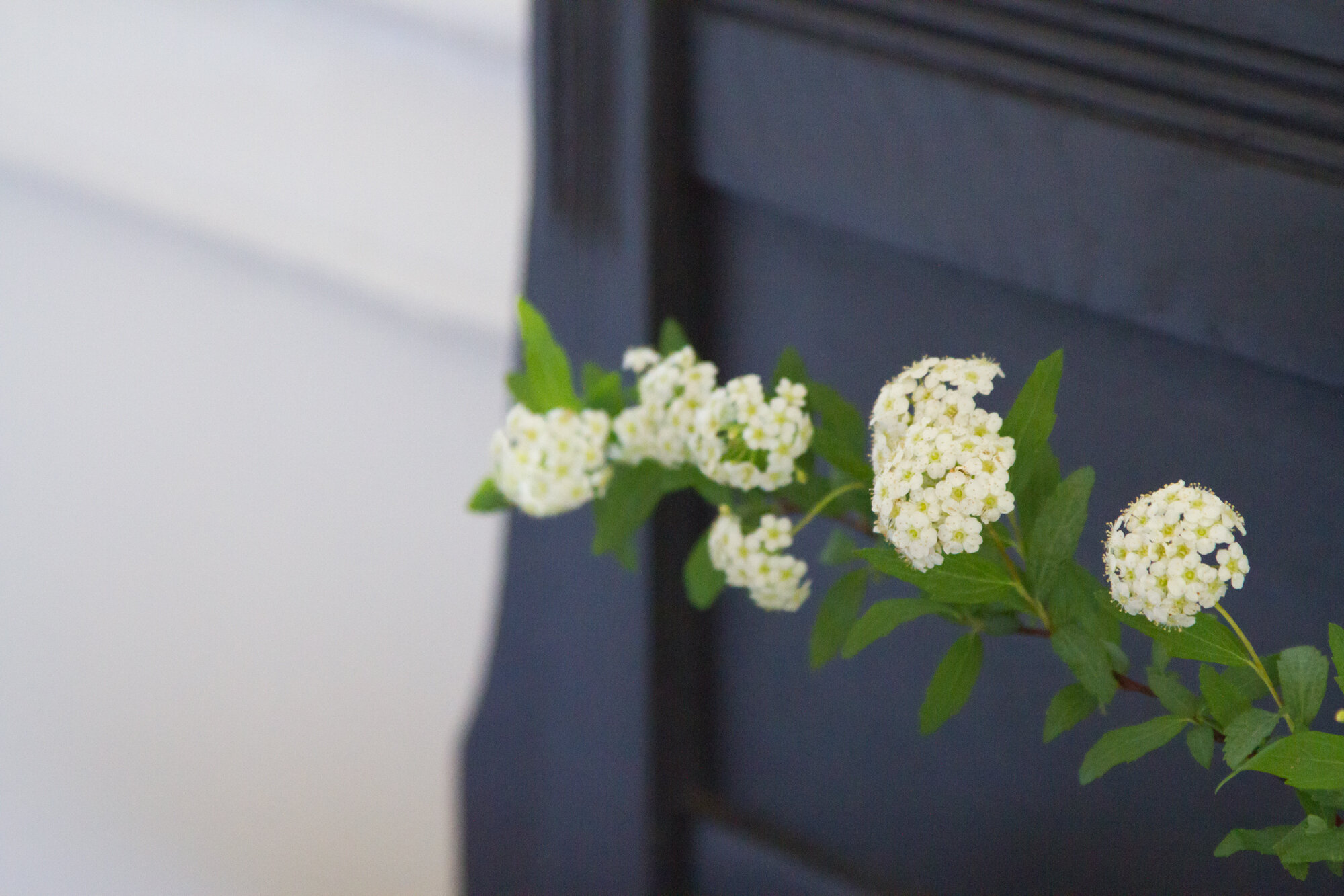 spirea | reading my tea leaves
