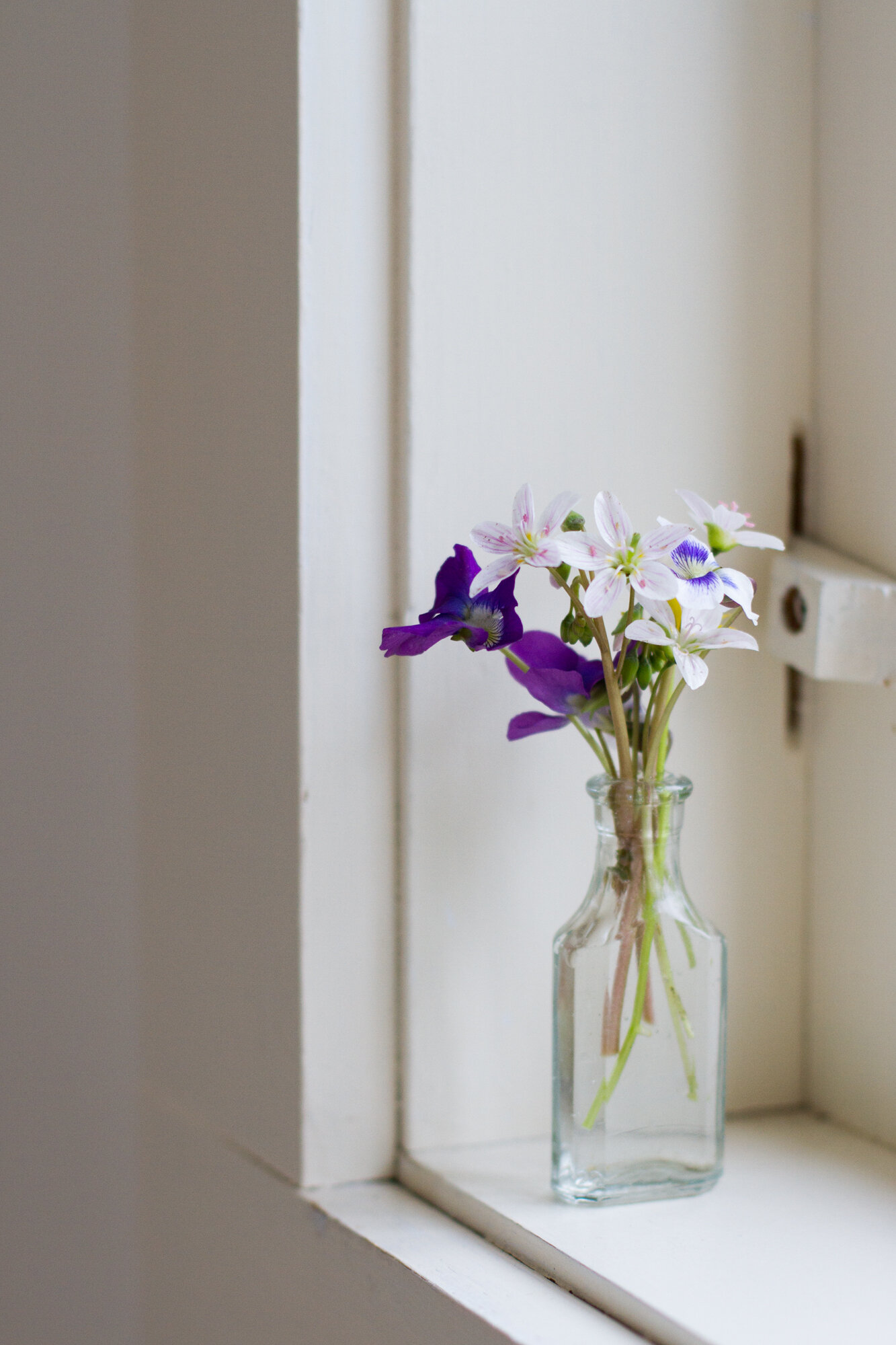 spring wildflowers | reading my tea leaves