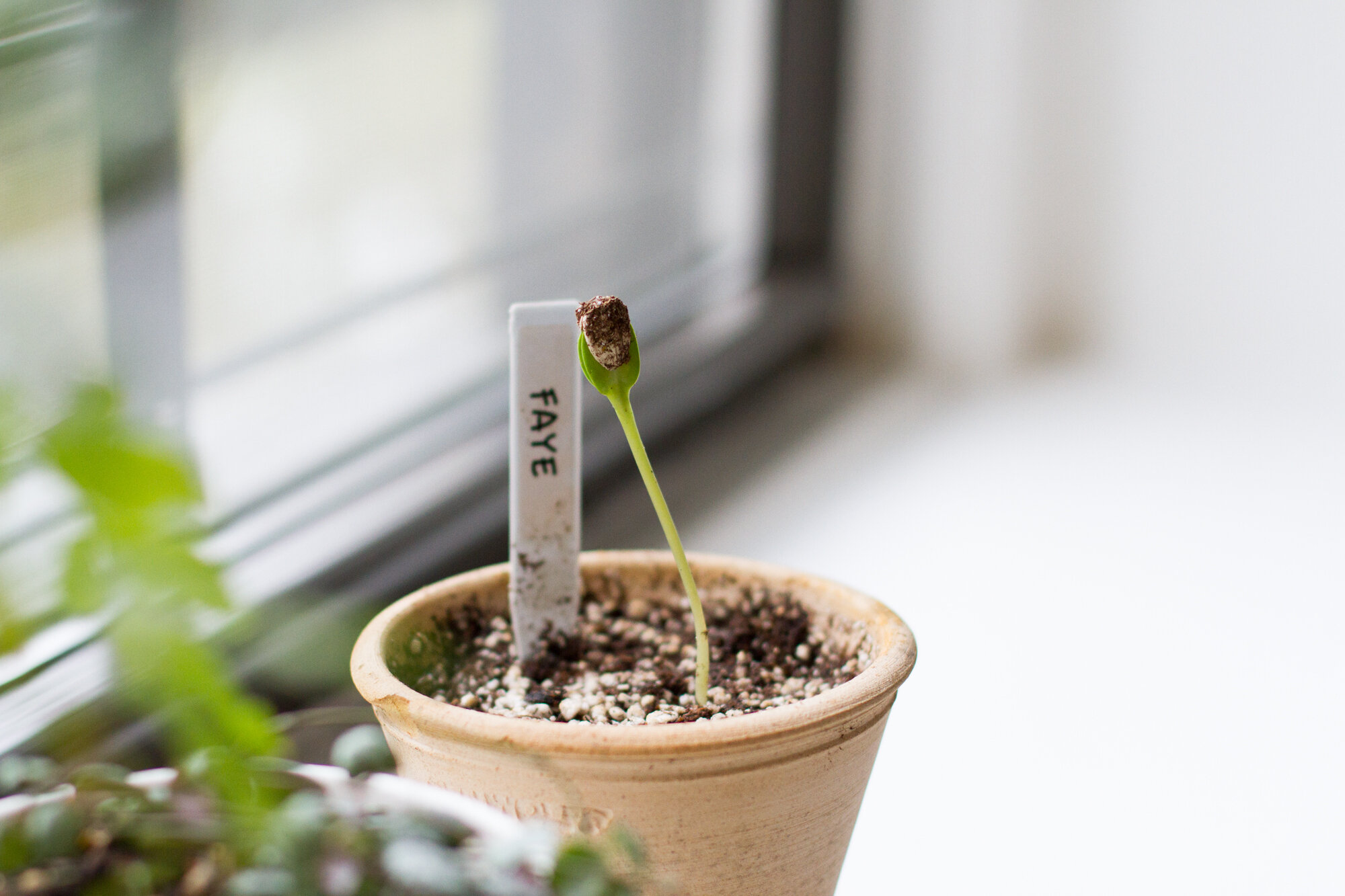 sunflower sprout