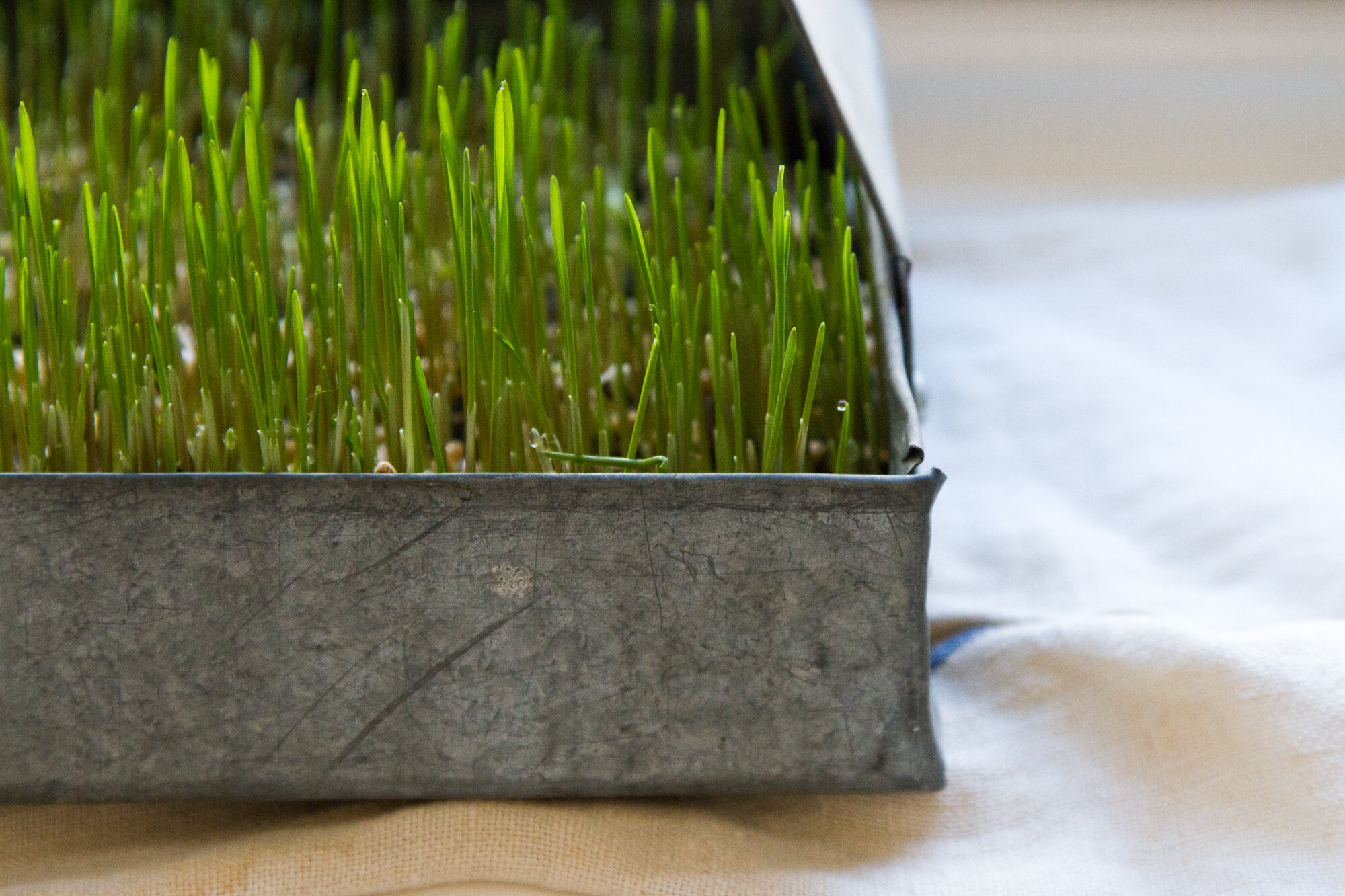 wheat grass | reading my tea leaves