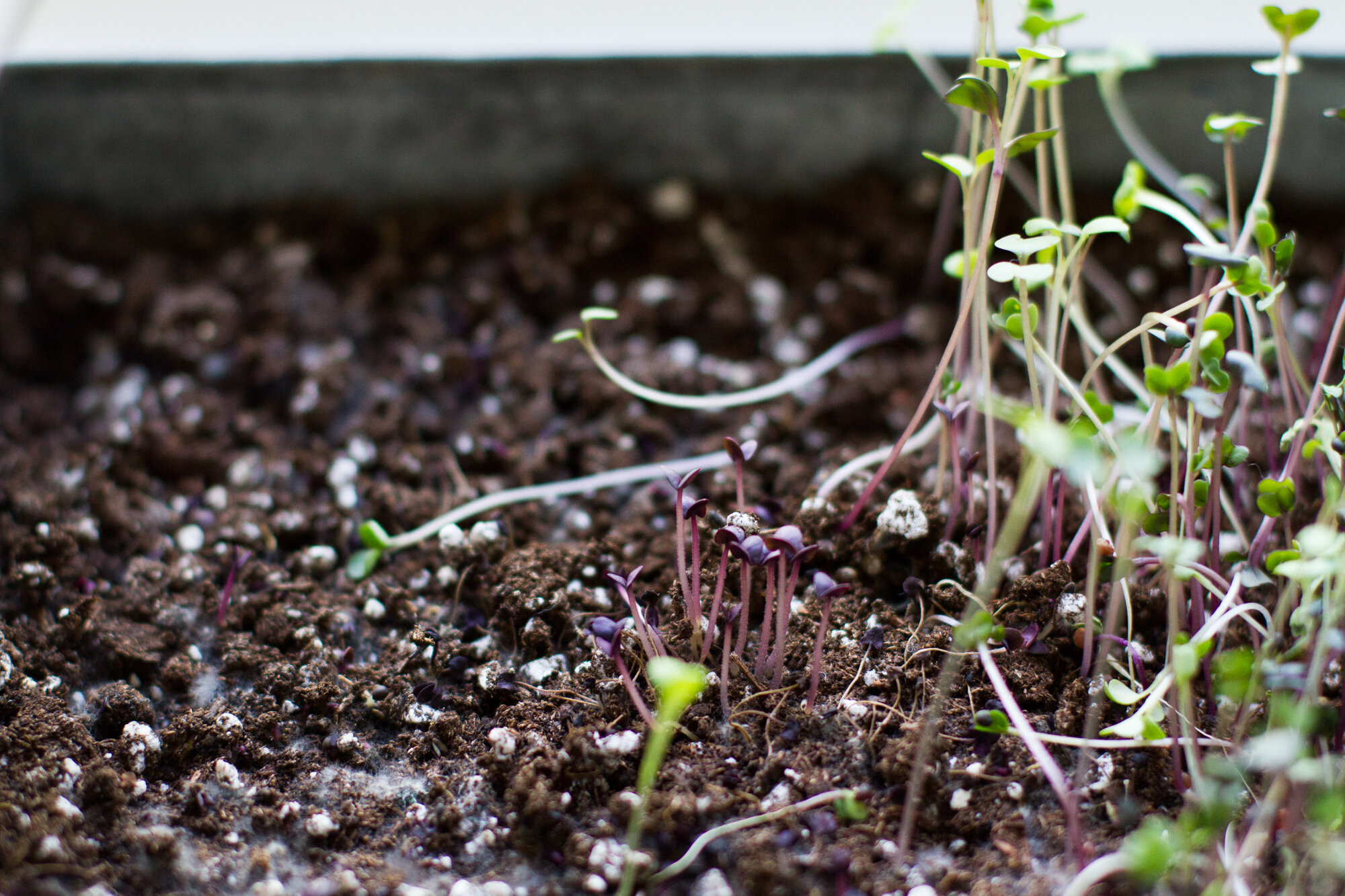 basil microgreens | reading my tea leaves 