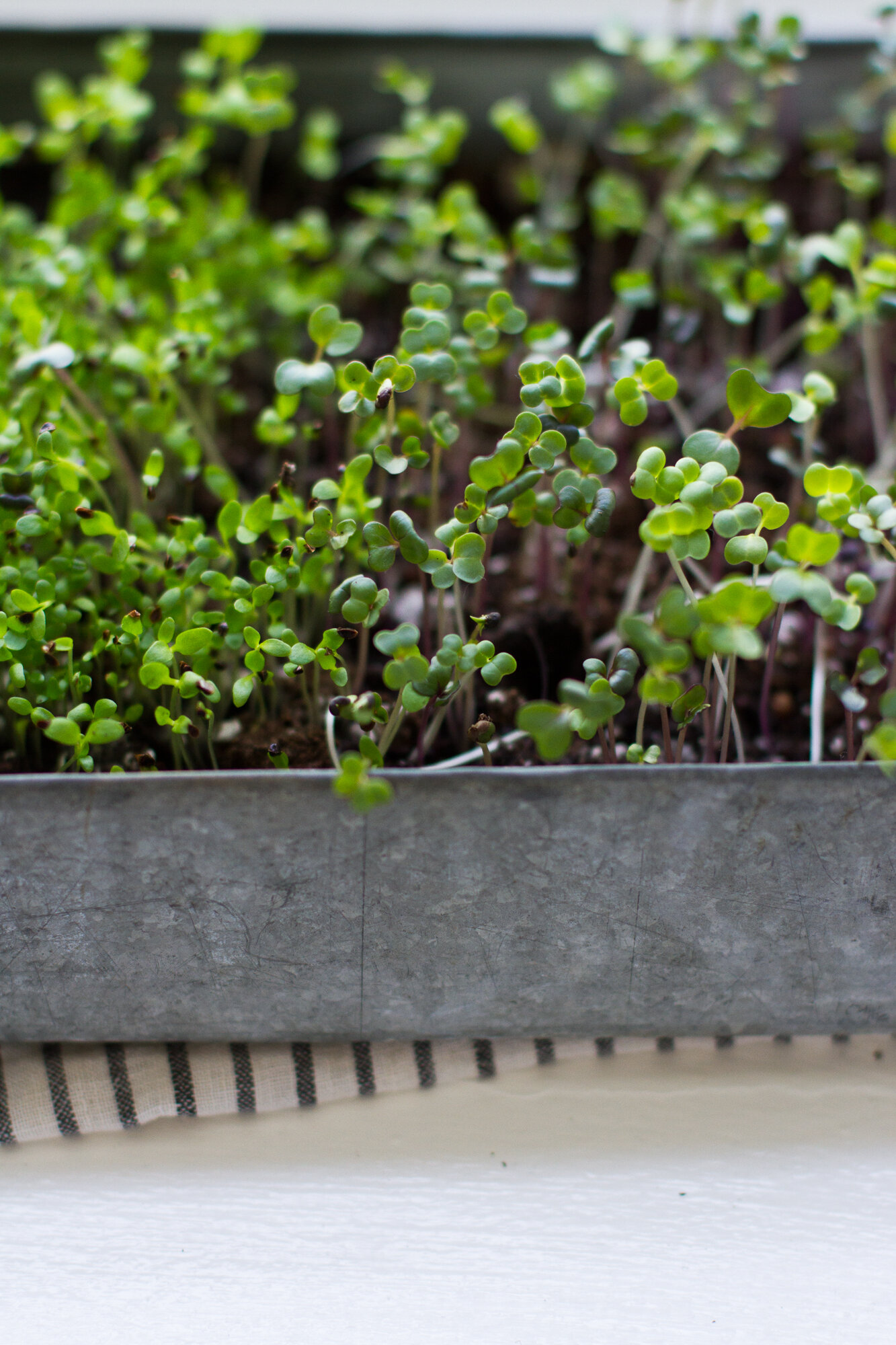 brassica microgreens | reading my tea leaves 