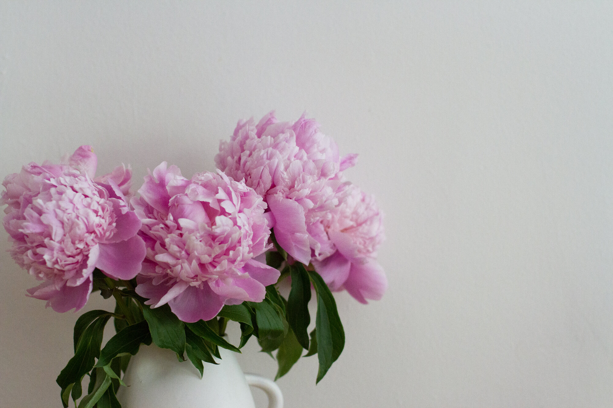 peonies