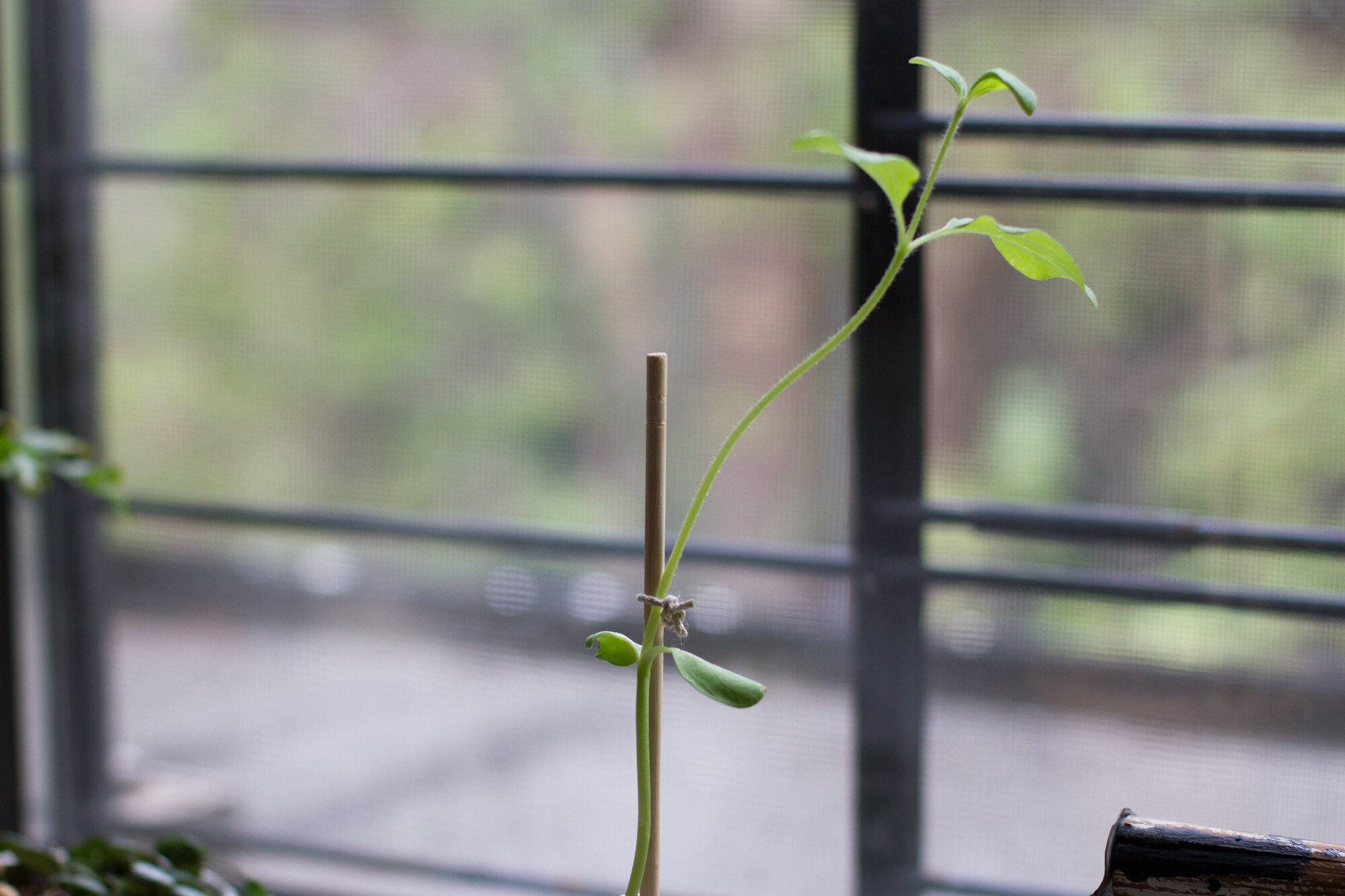 sunflower start