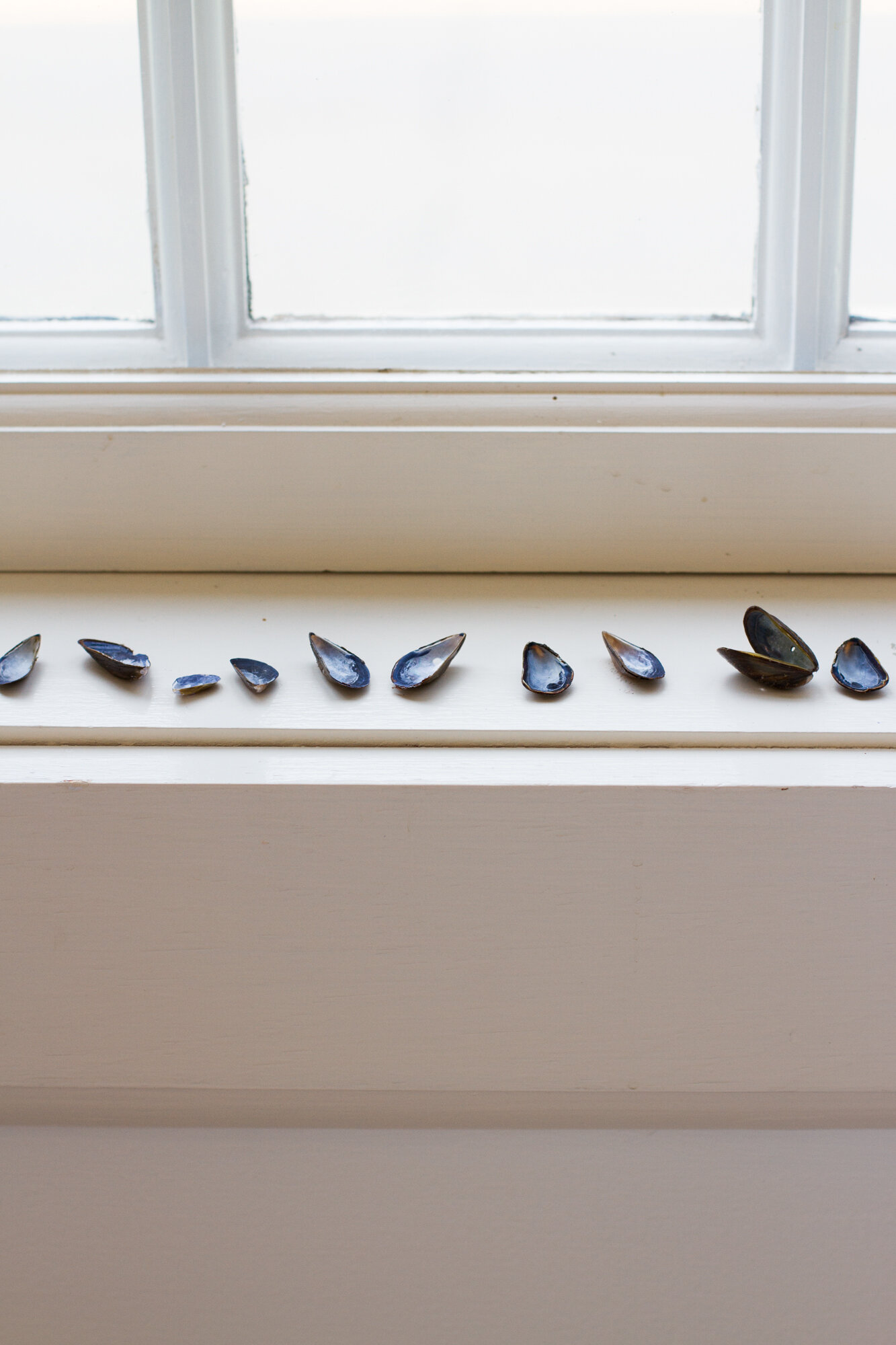 mussel shells