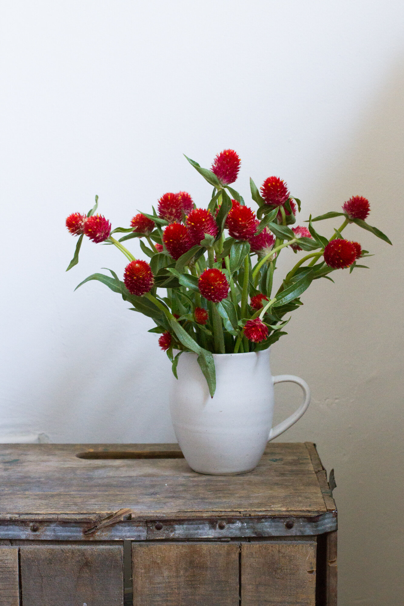 gomphrena | reading my tea leaves