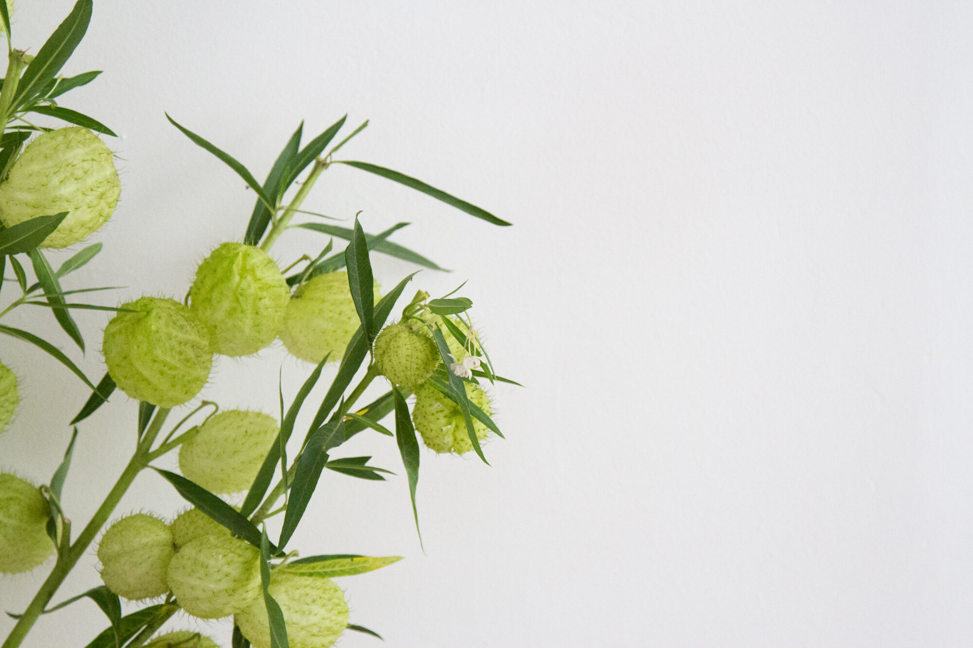 seed pods | reading my tea leaves