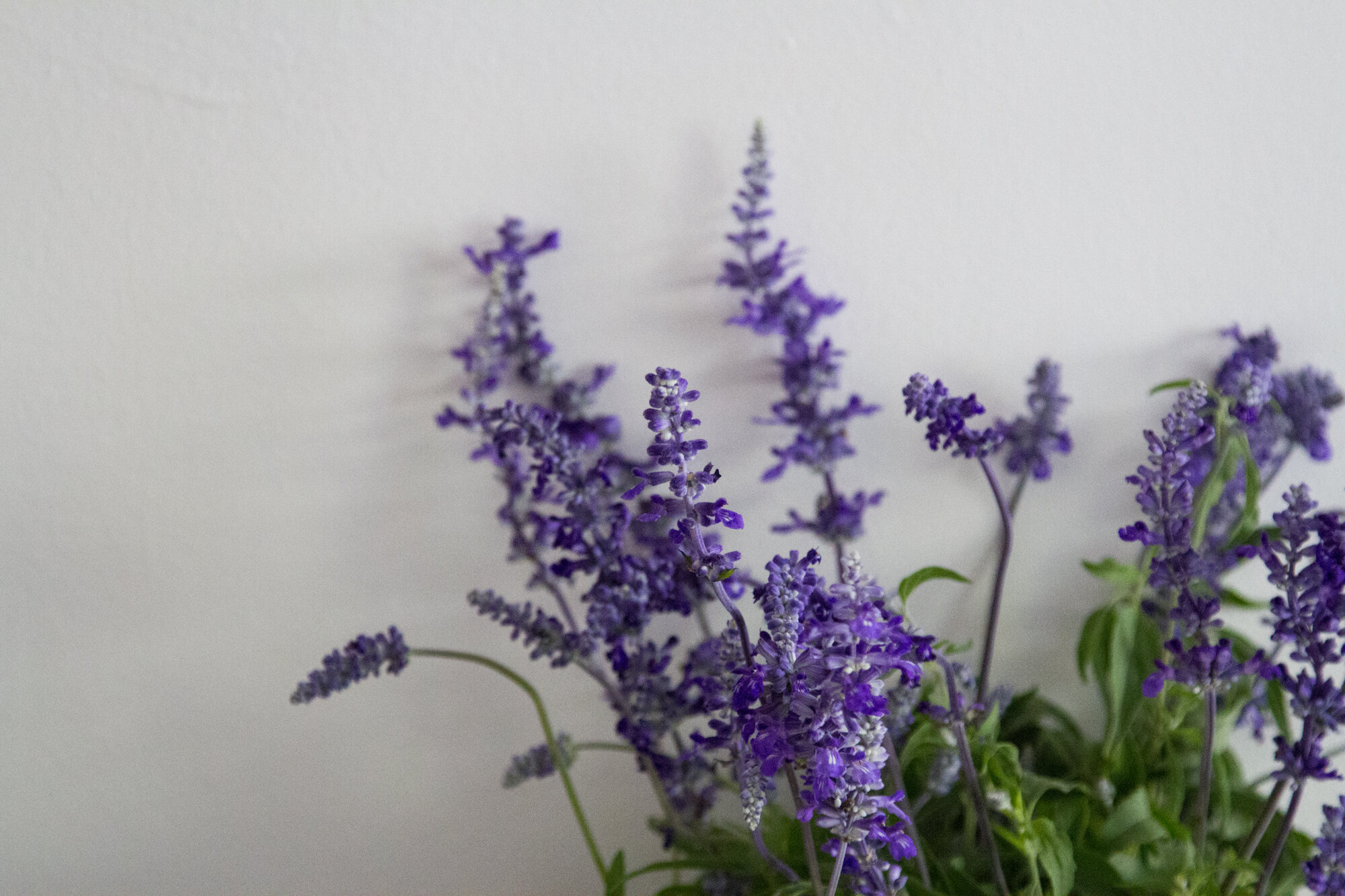salvia | reading my tea leaves