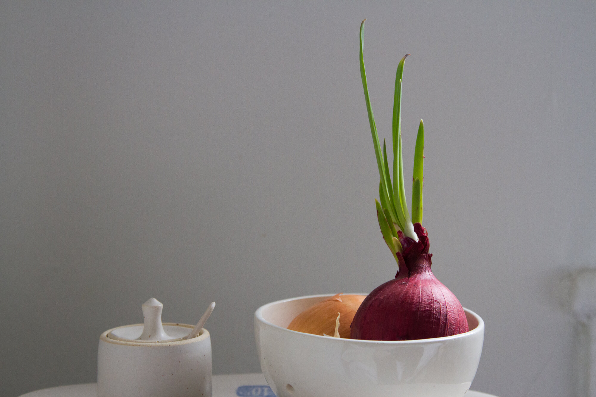 sprouted onion | reading my tea leaves