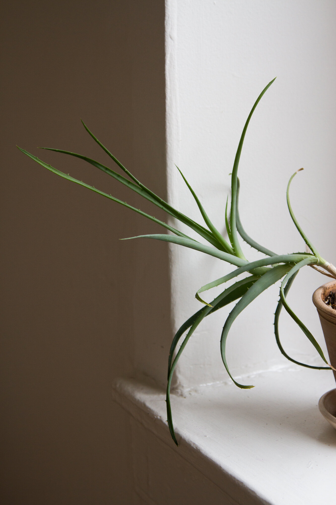 house plant | reading my tea leaves