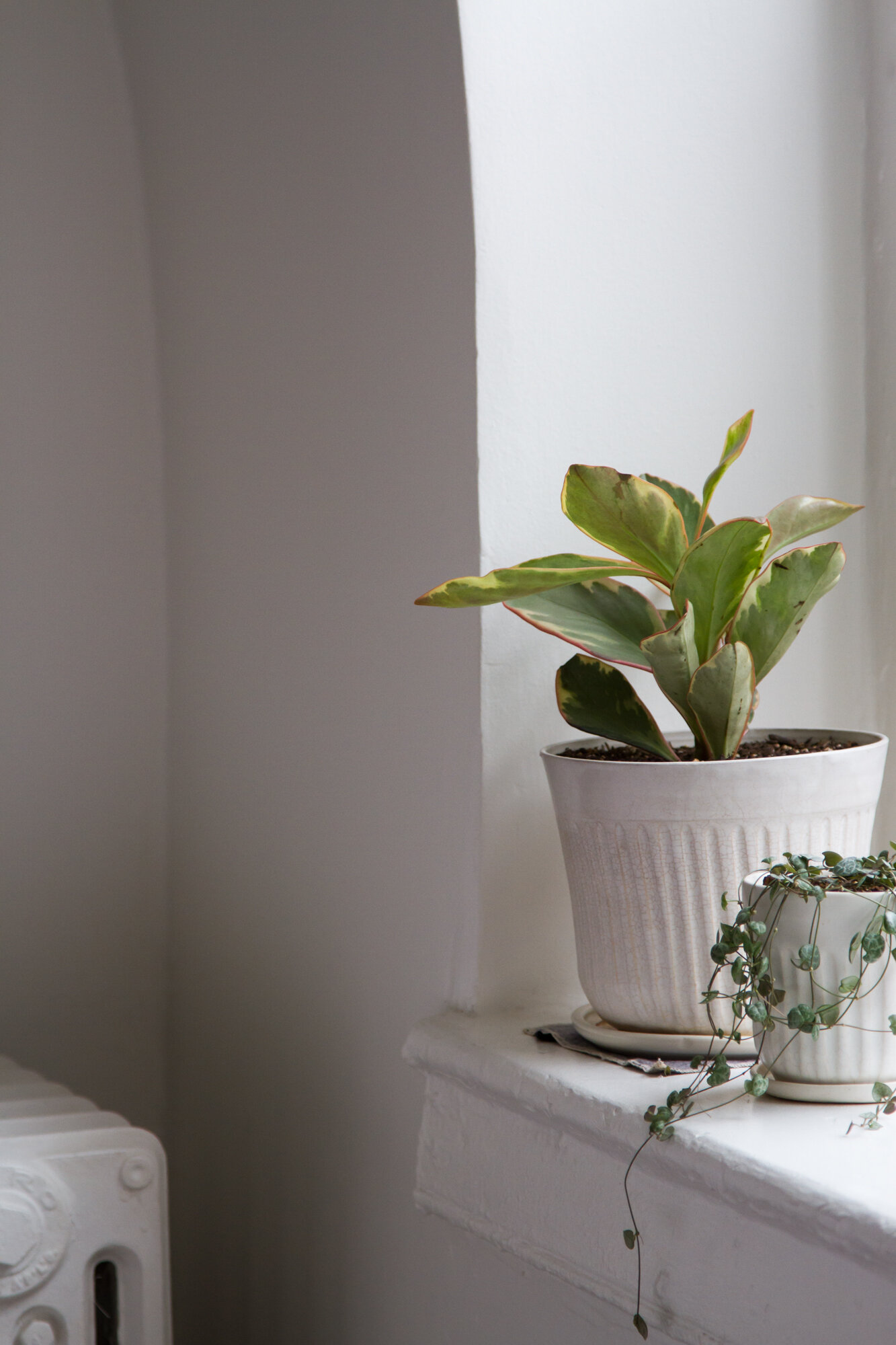 houseplants | reading my tea leaves