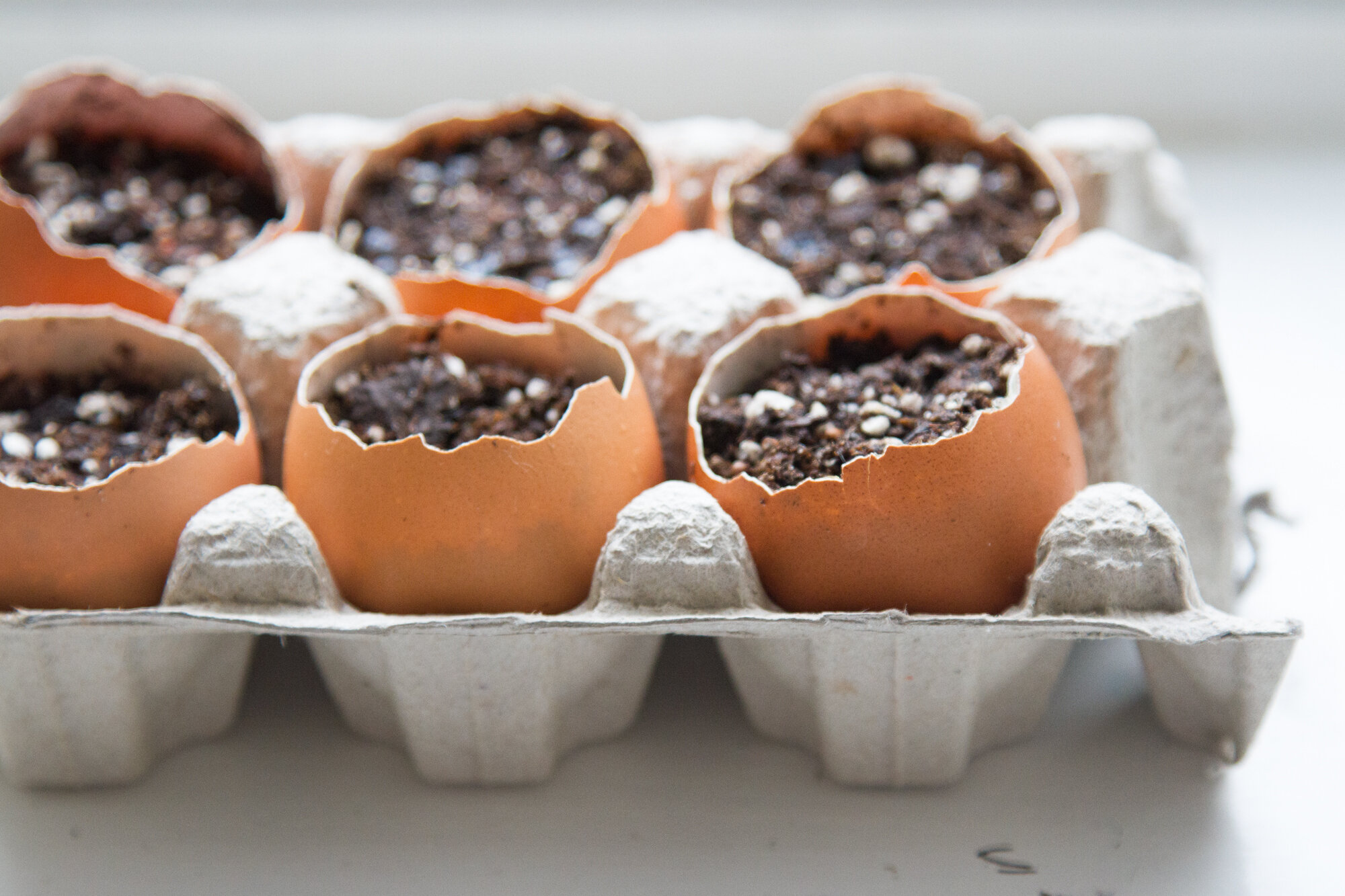 eggshell planters | reading my tea leaves