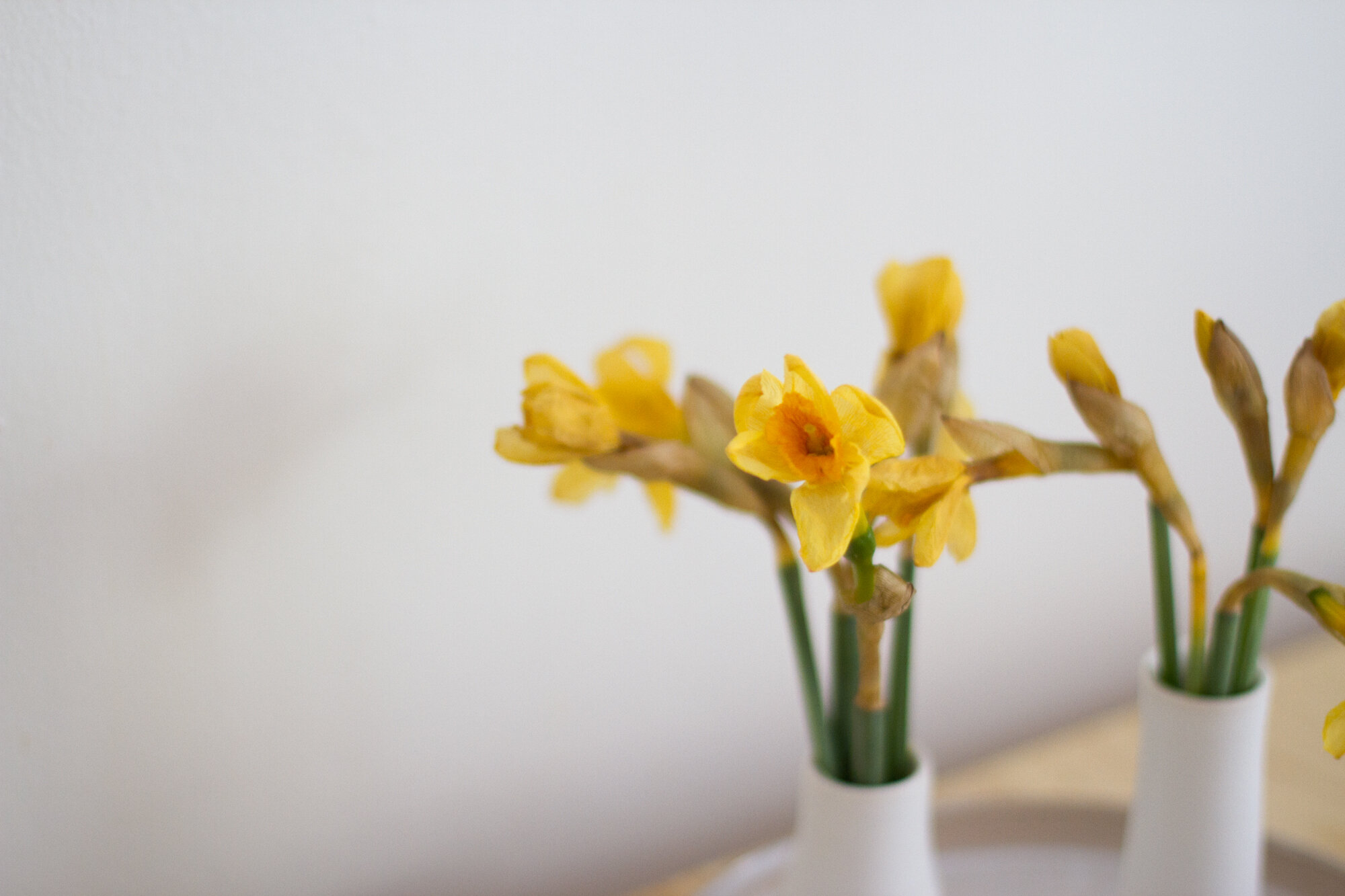 daffodills | reading my tea leaves