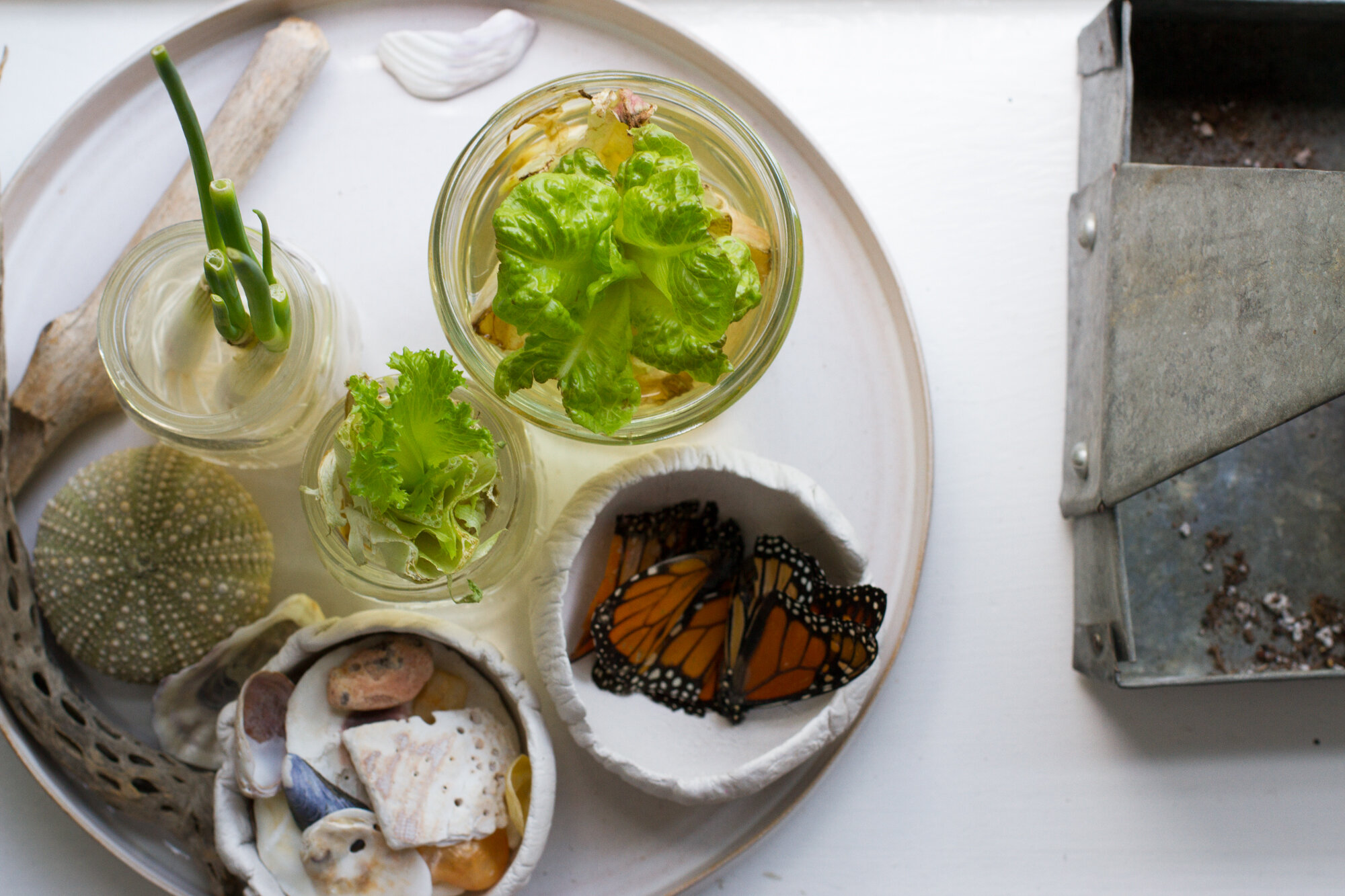 lettuce regrowth | reading my tea leaves
