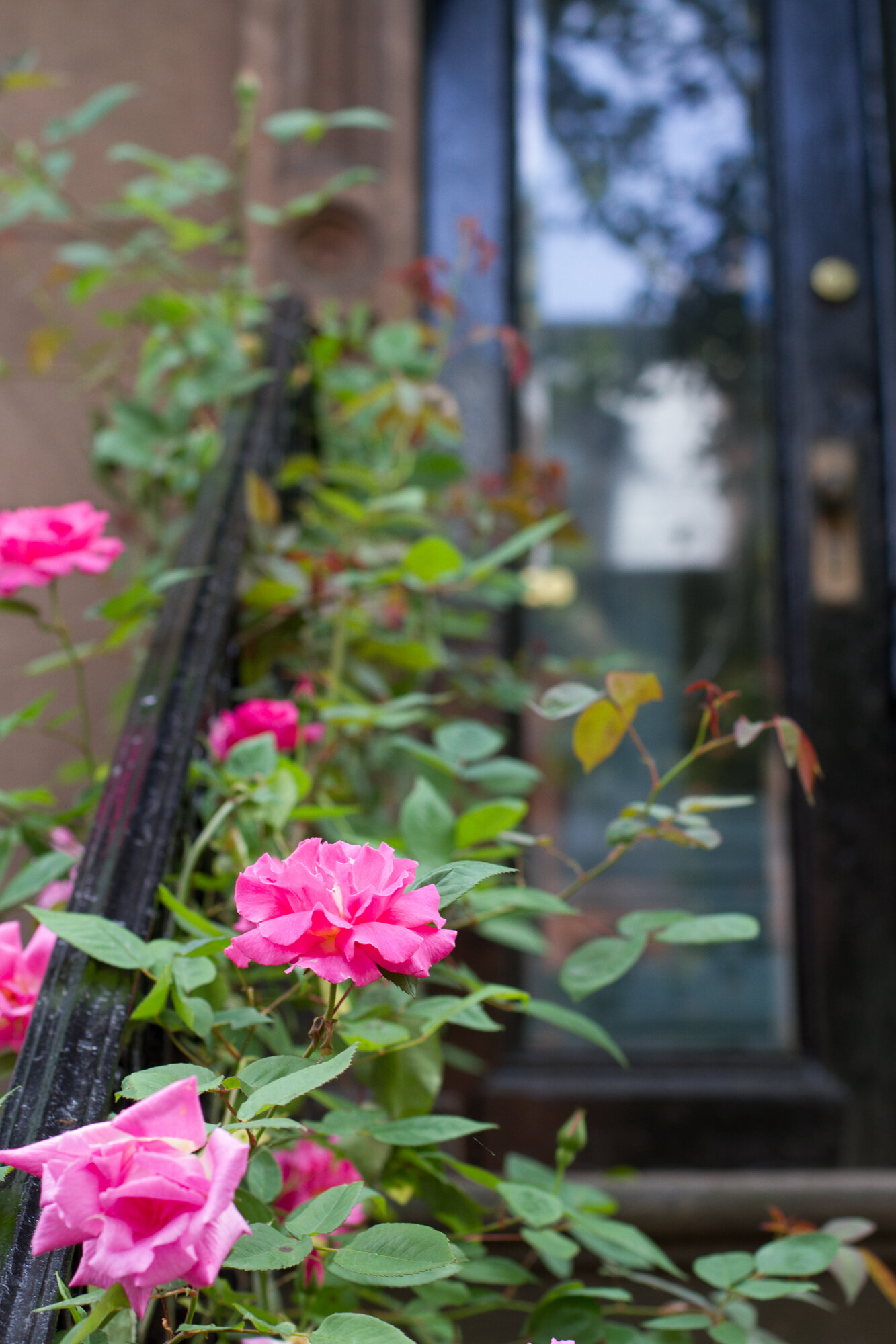 magenta roses on a stoop in brooklyn | reading my tea leaves