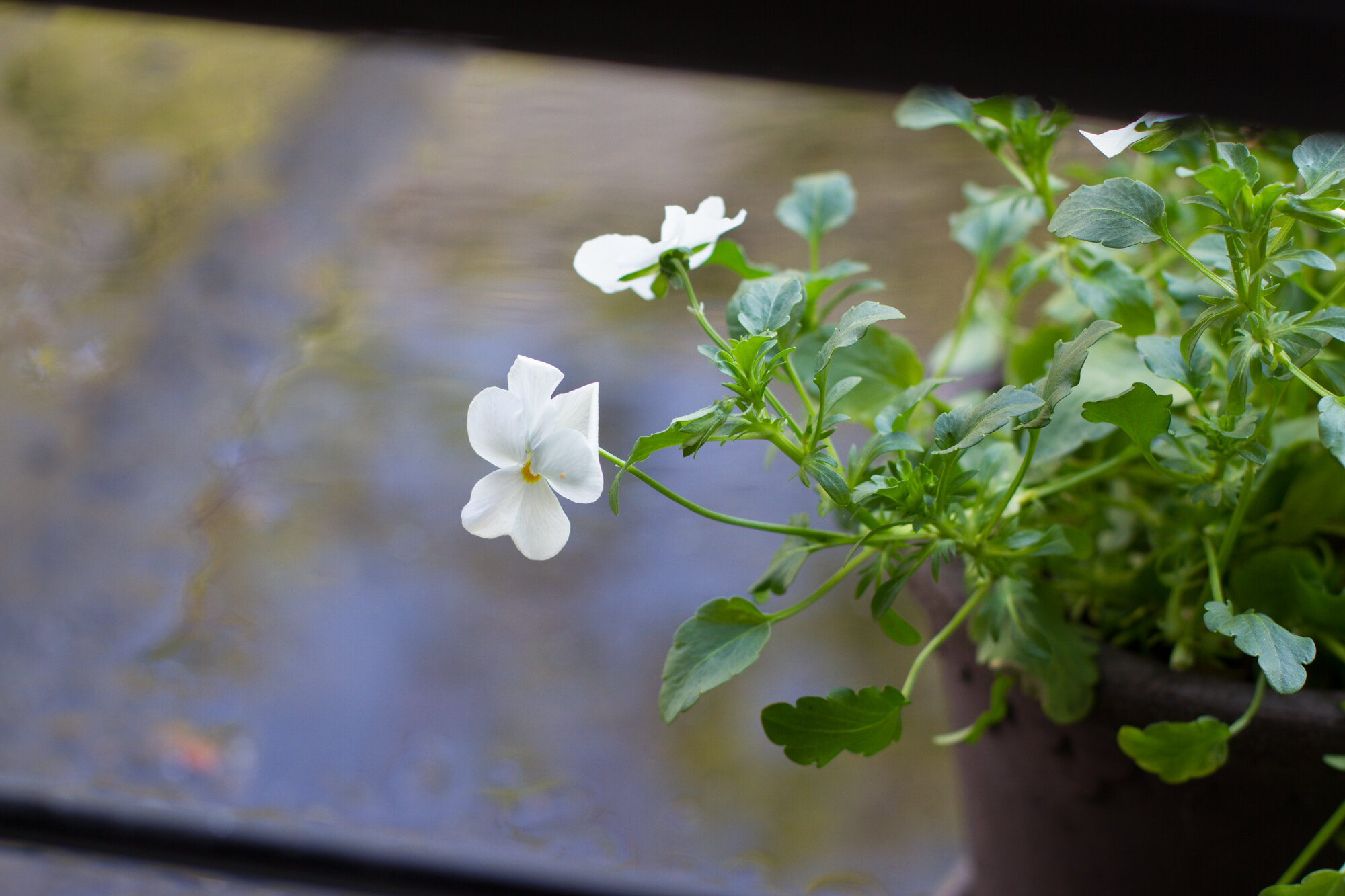 pansy | reading my tea leaves