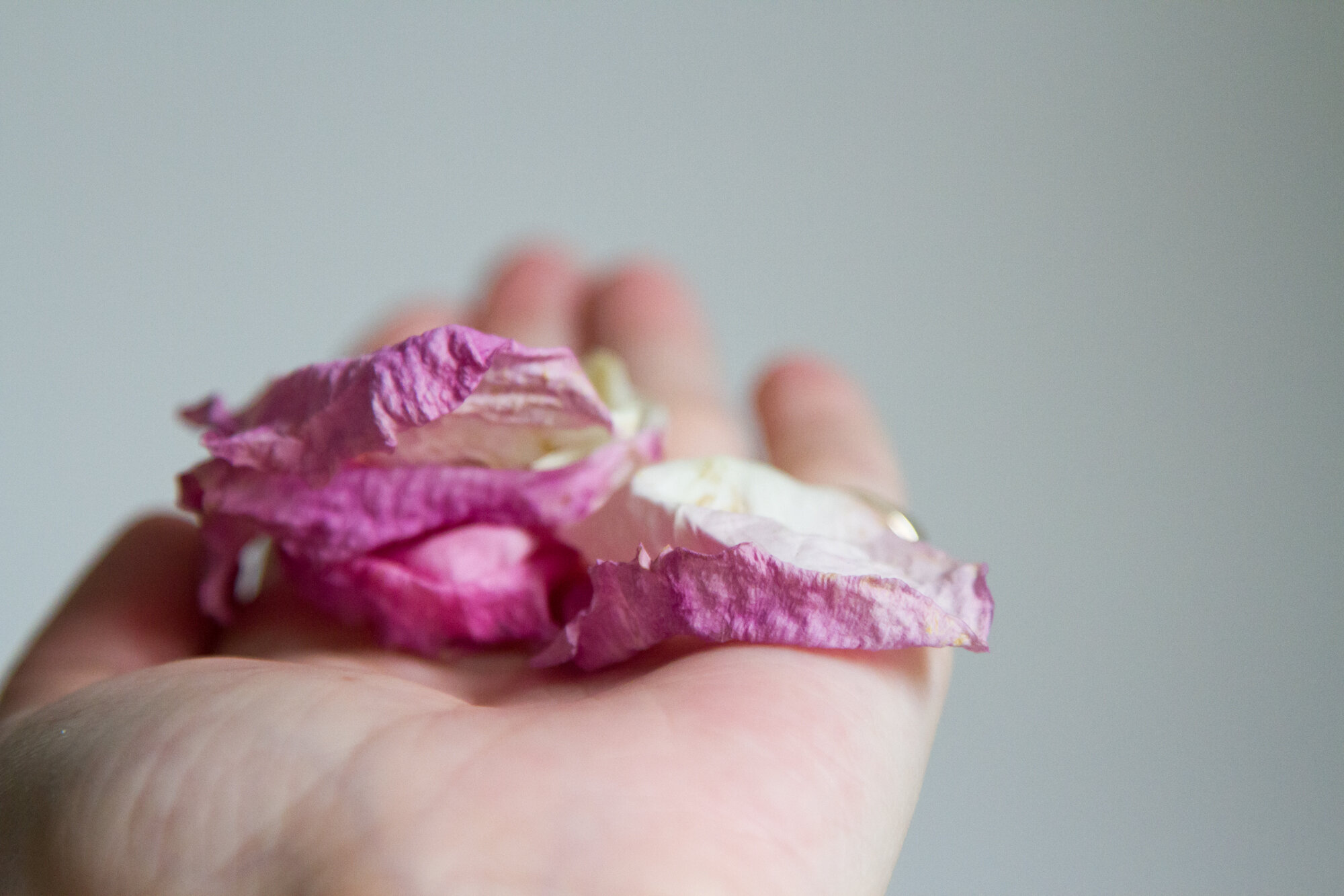 rose petals | reading my tea leaves