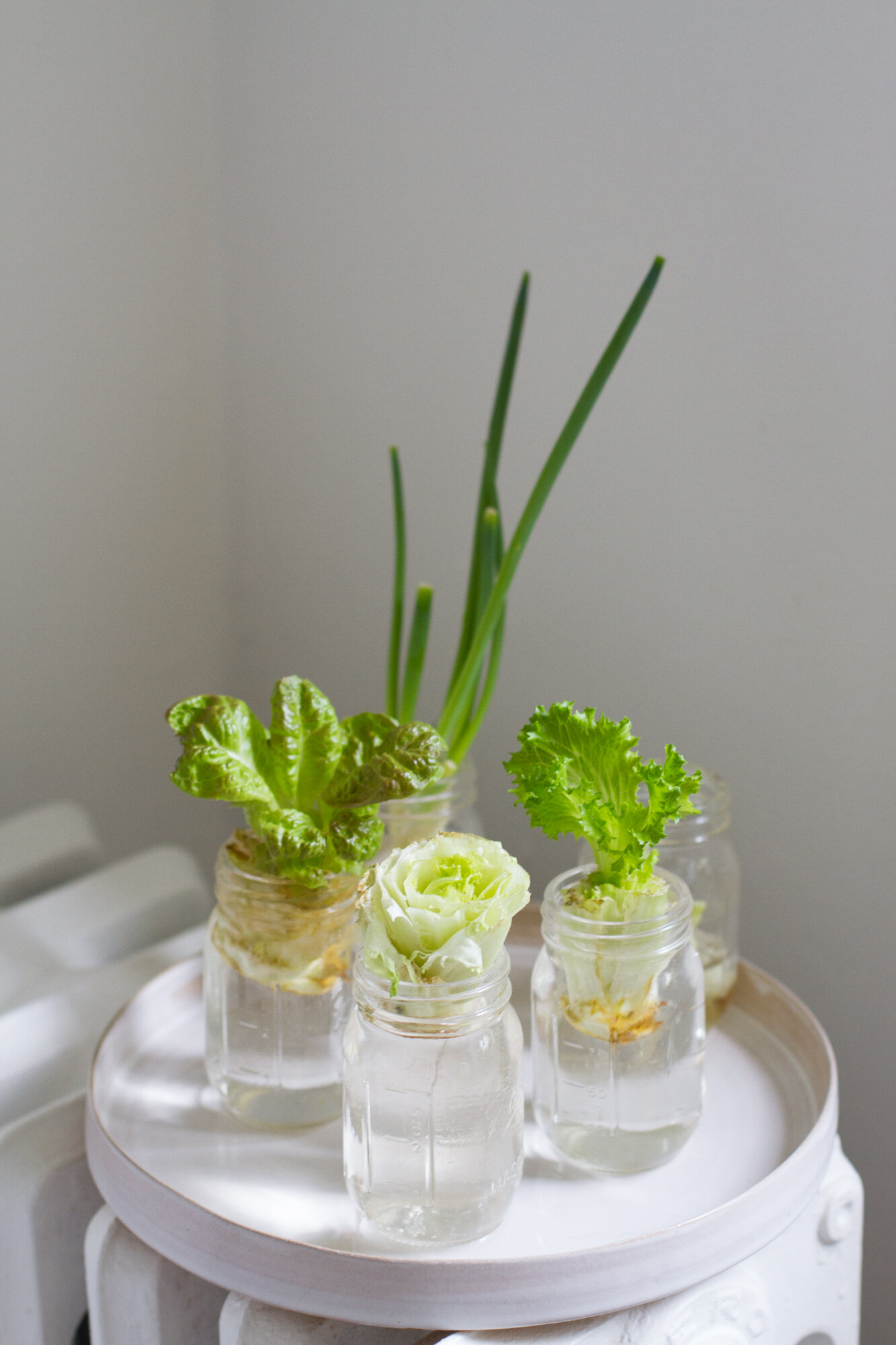 kitchen scrap garden | reading my tea leaves