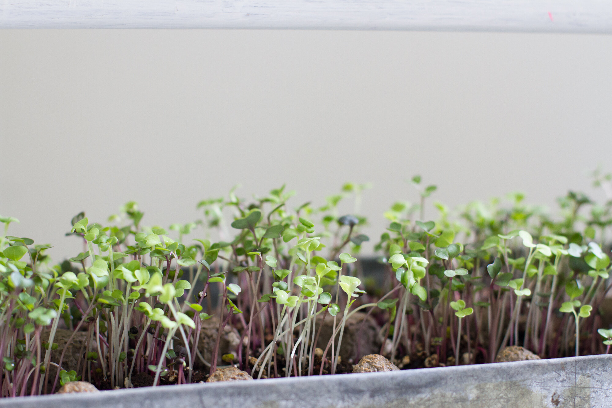 kitchen scrap garden | reading my tea leaves